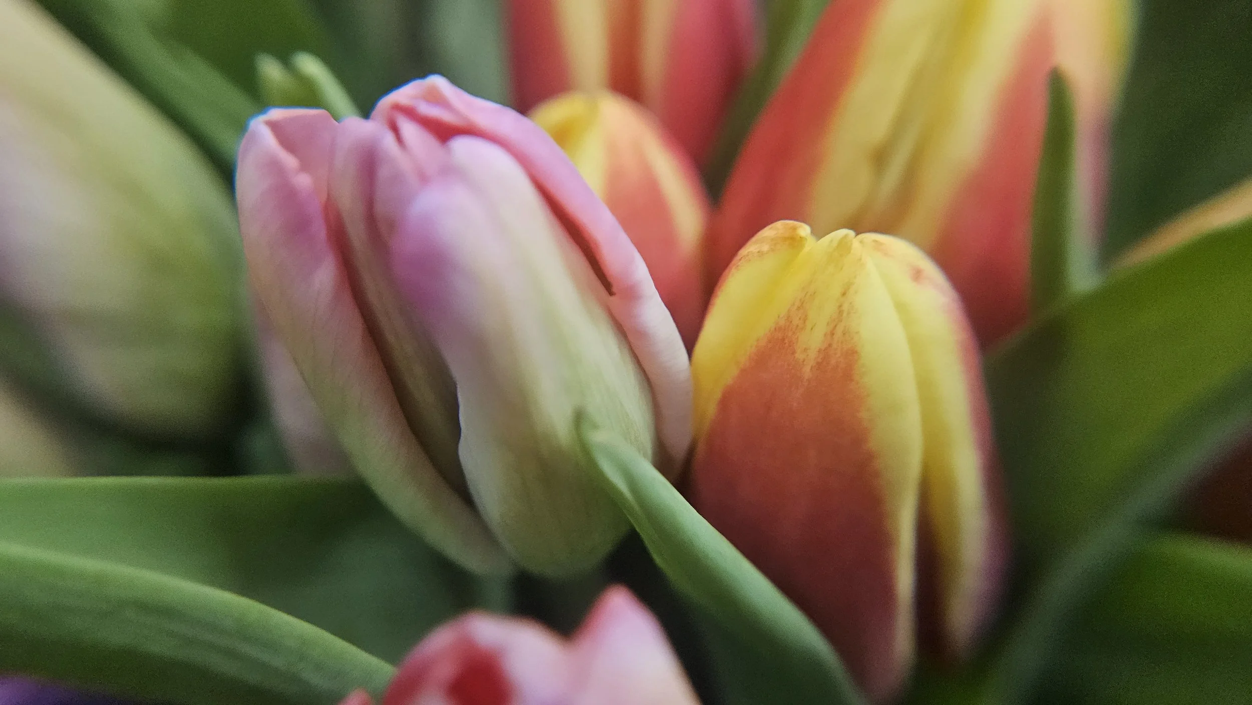 Tulip macro 1