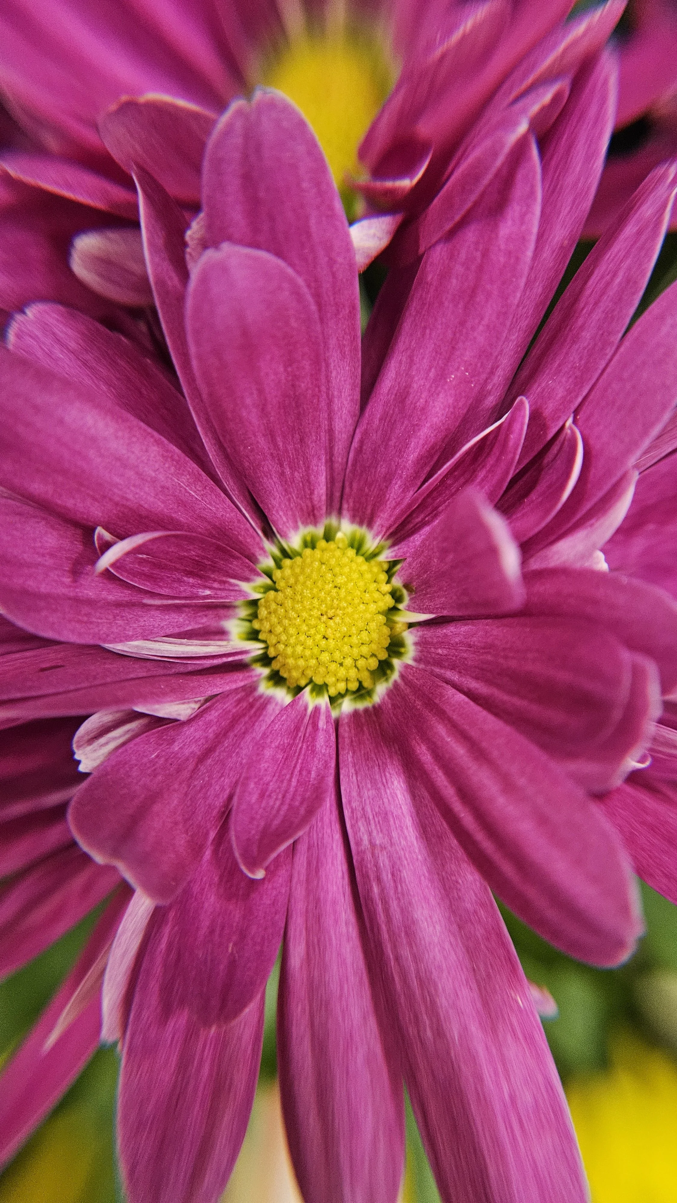 Pink Zinnia macro 2