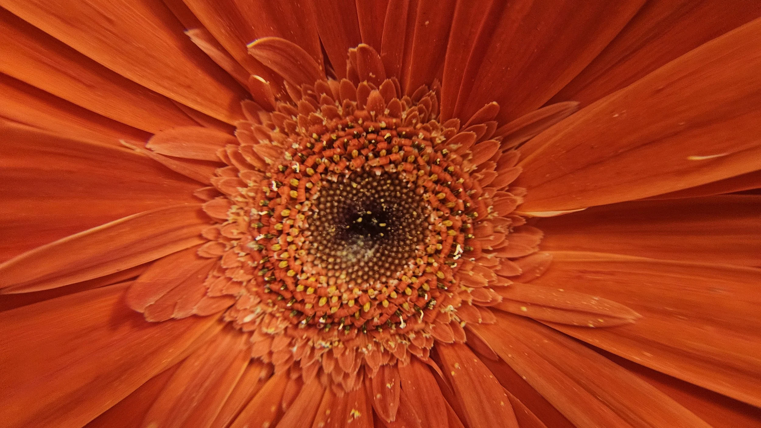 Orange Gerbera Daisy