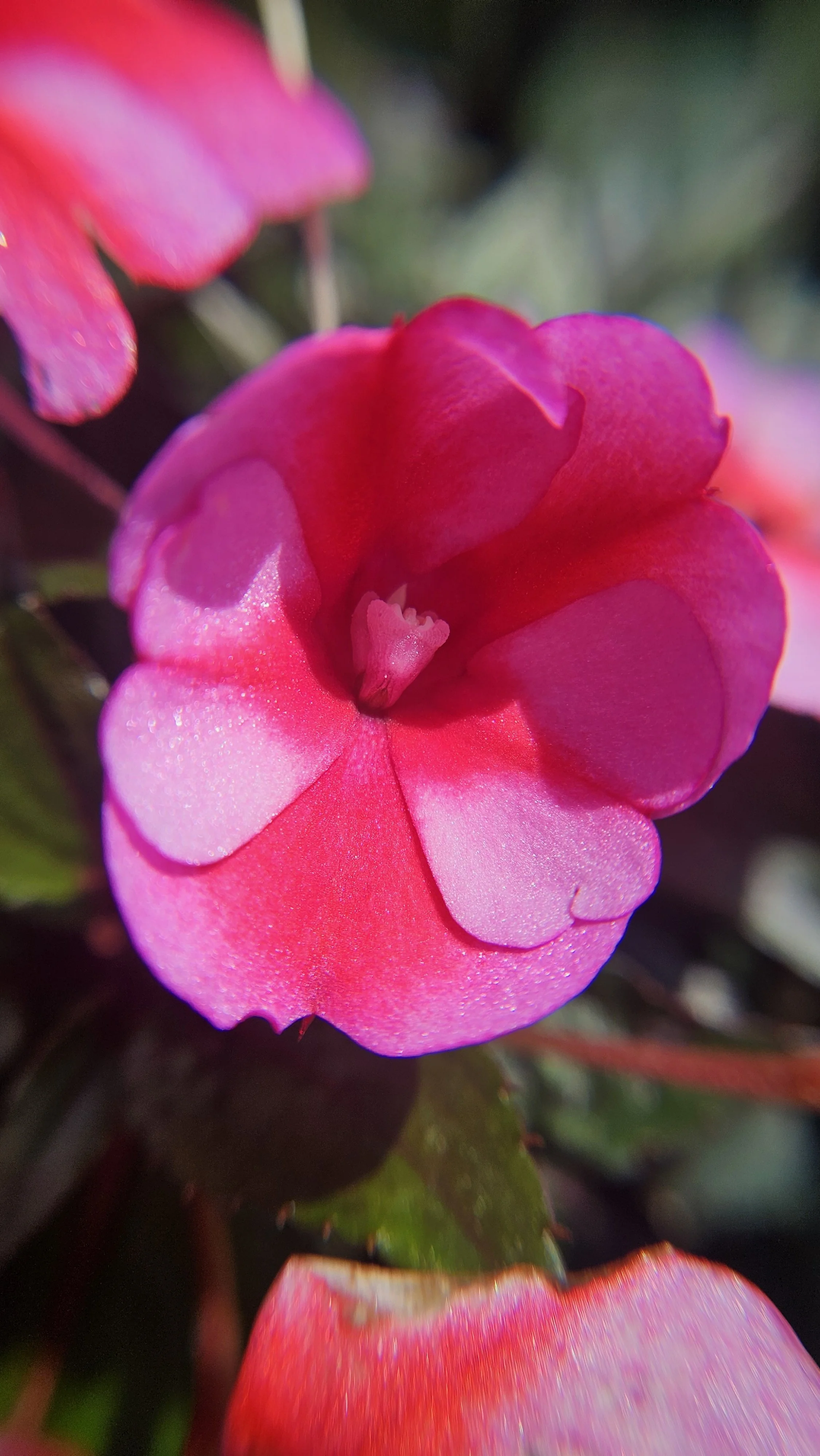 Pink SunPatiens macro 1