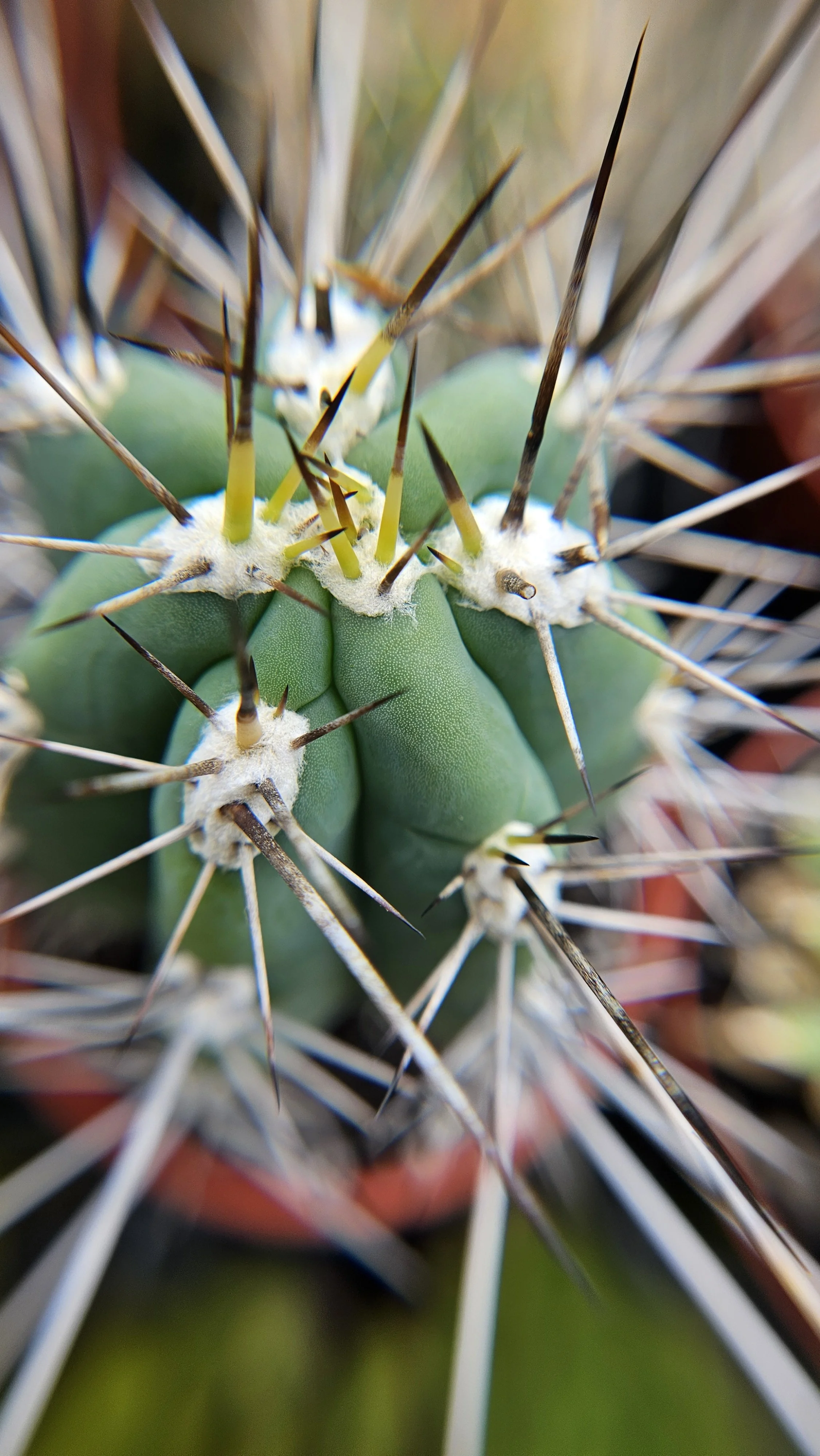 Cactus macro 1