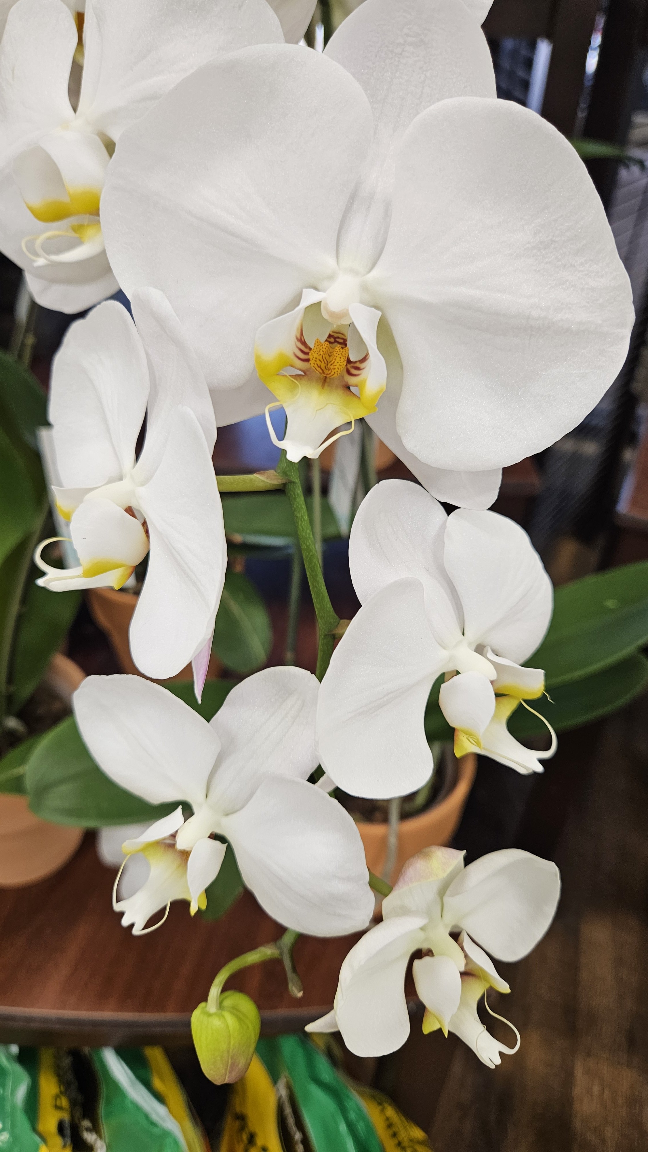 White moth orchids 