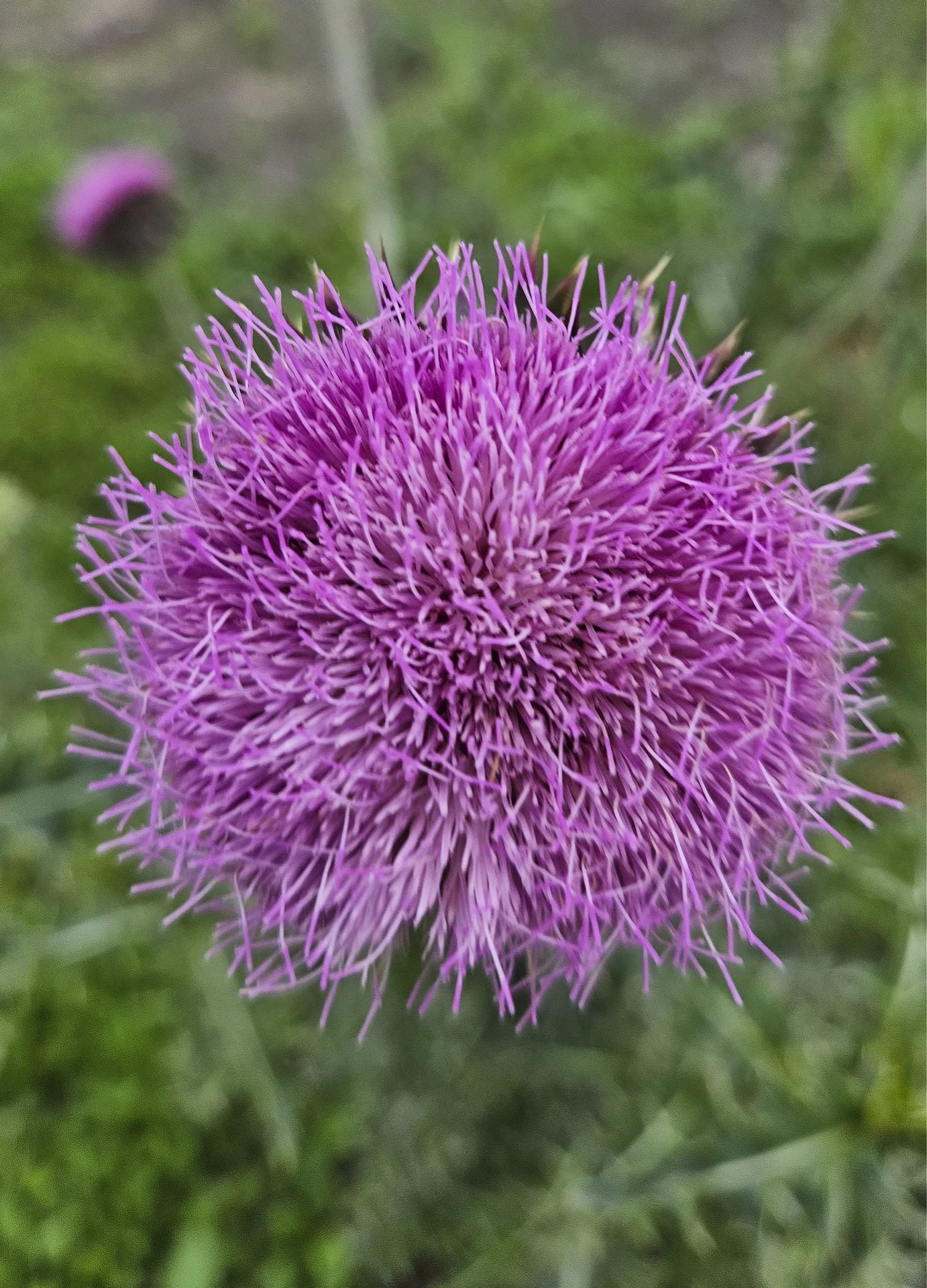 Lavender Thistle 
