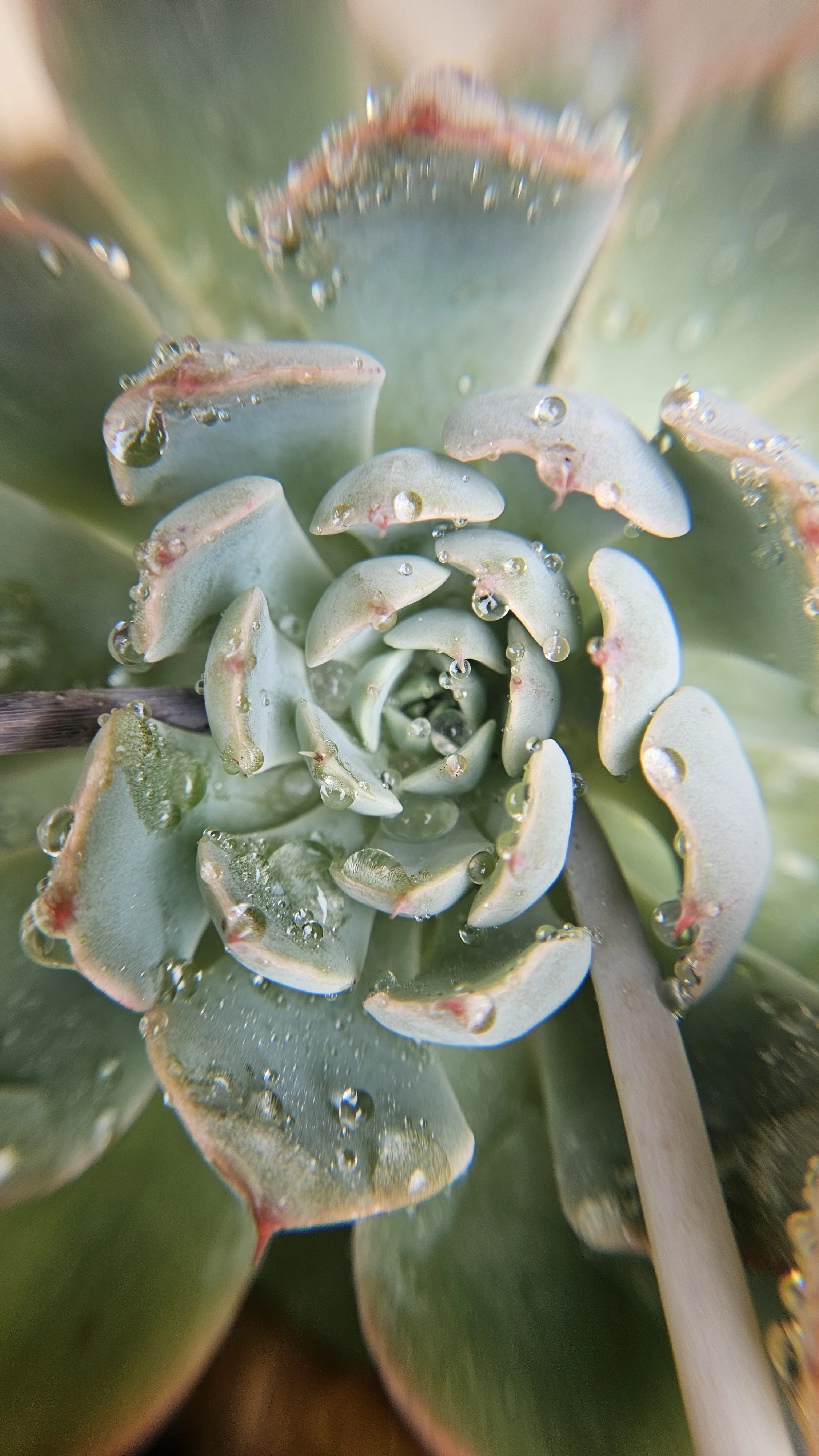 Succulent macro 3