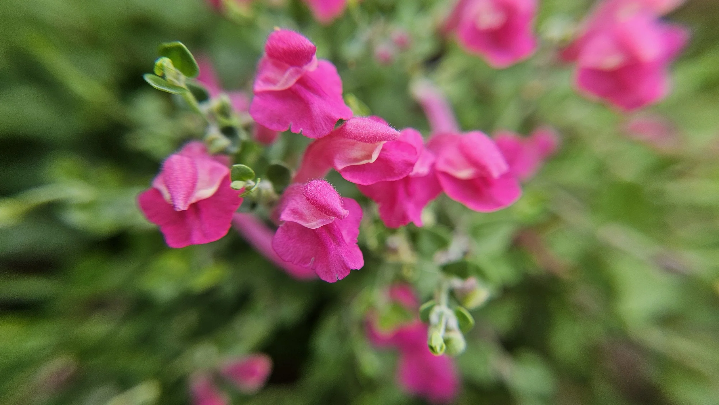 Pink Salvia macro 2