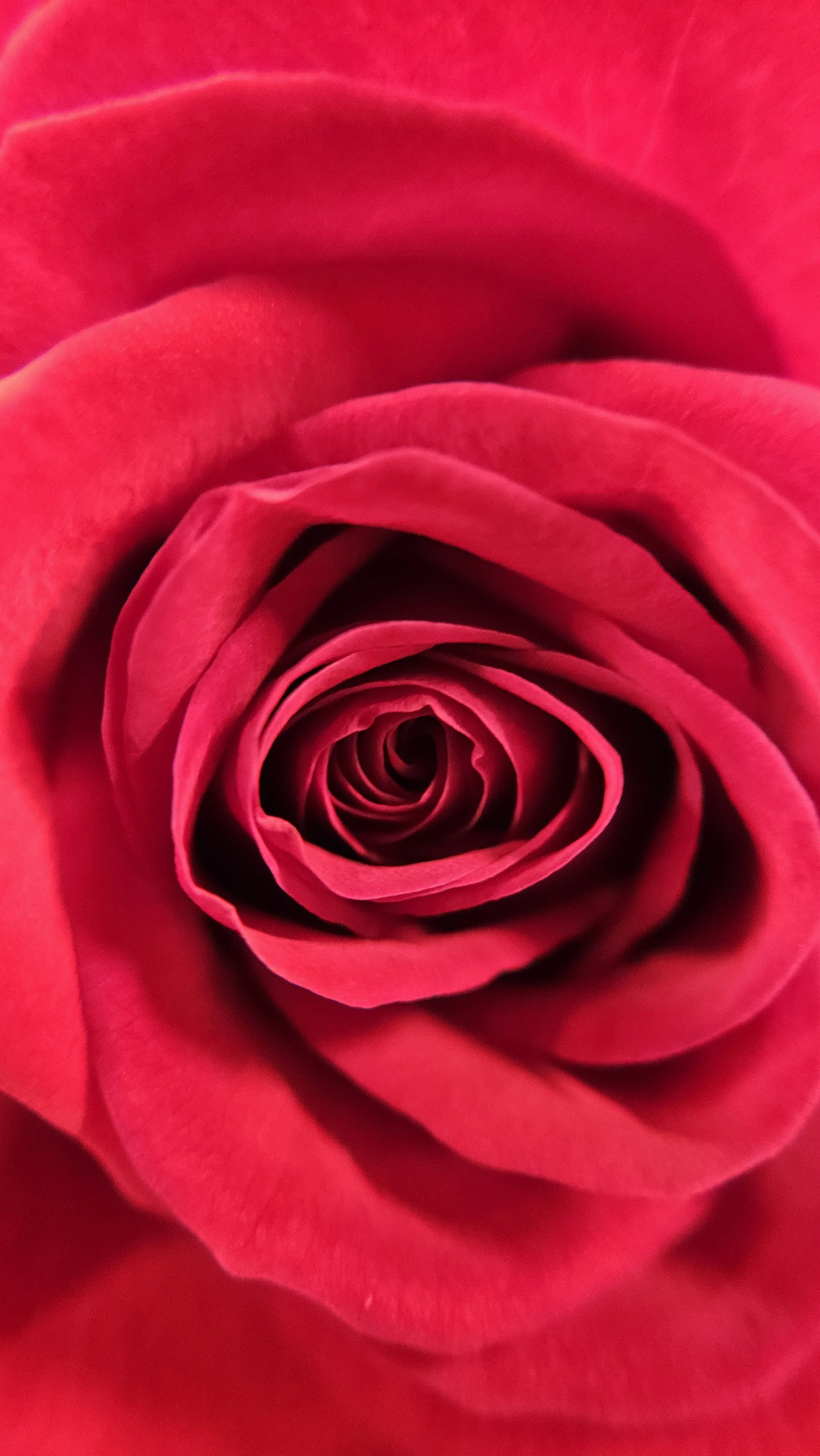 Red Rose macro 2