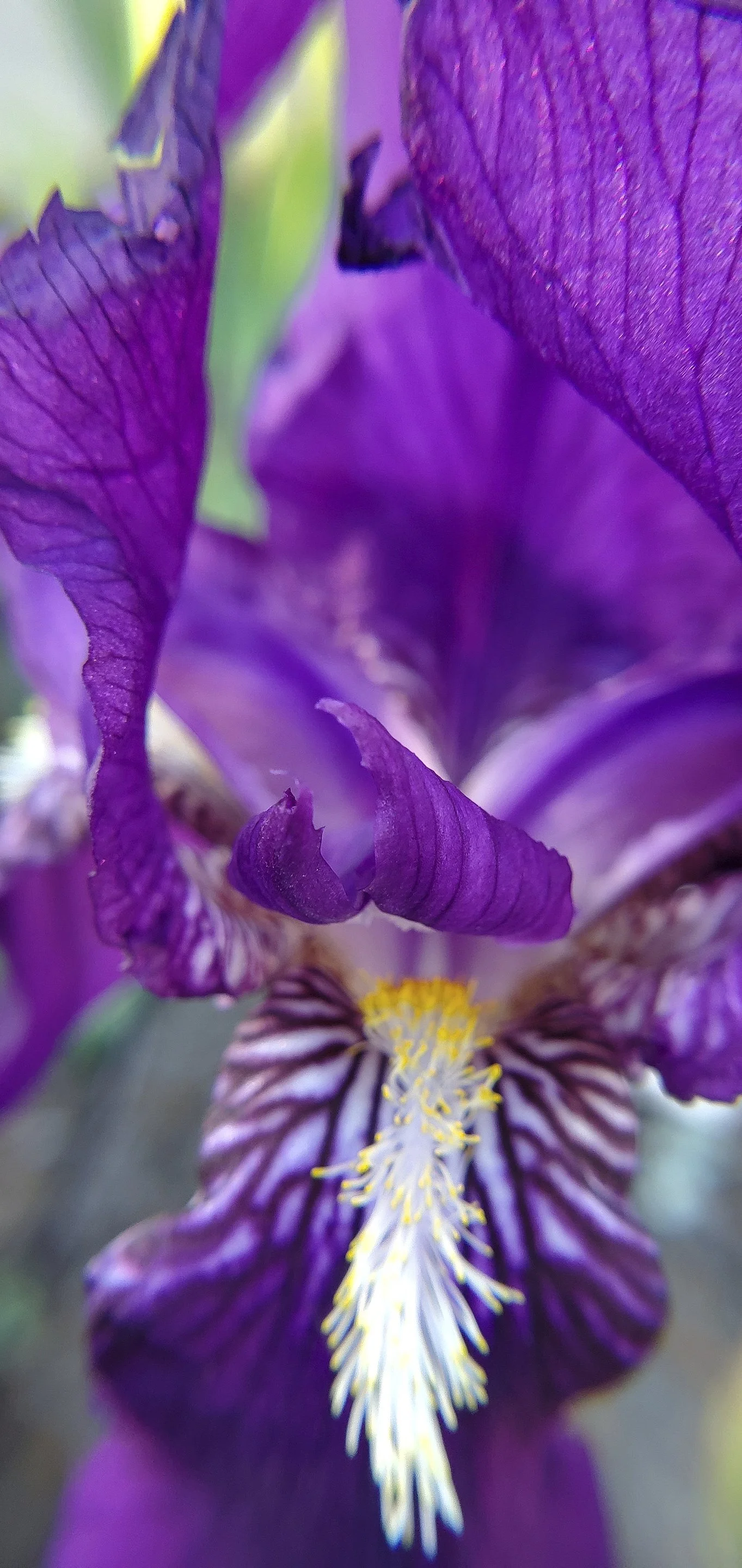 Purple Iris macro 1