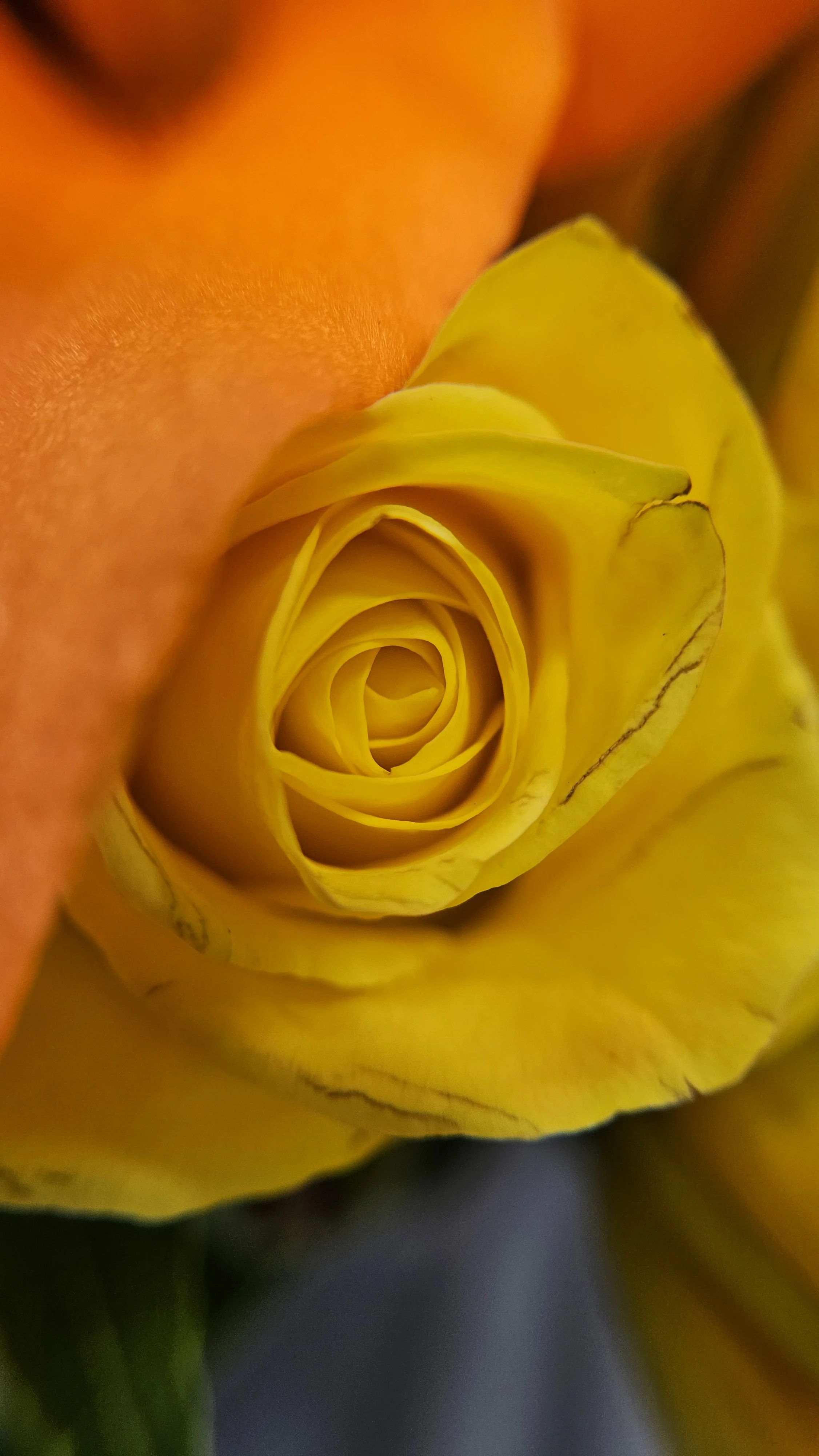 Yellow rose macro 3
