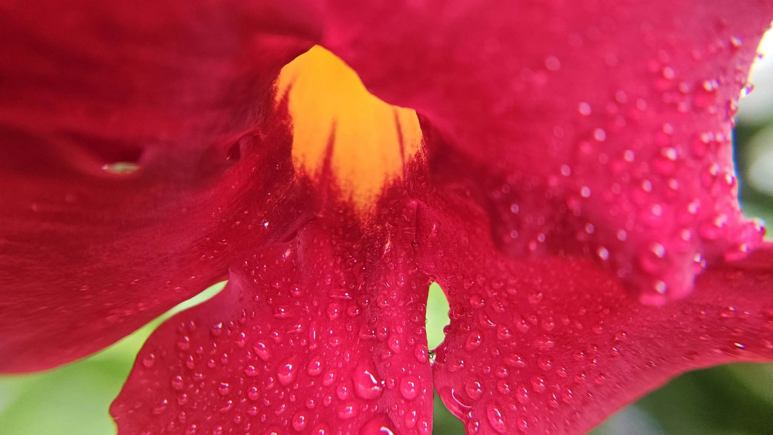Desert rose macro 3