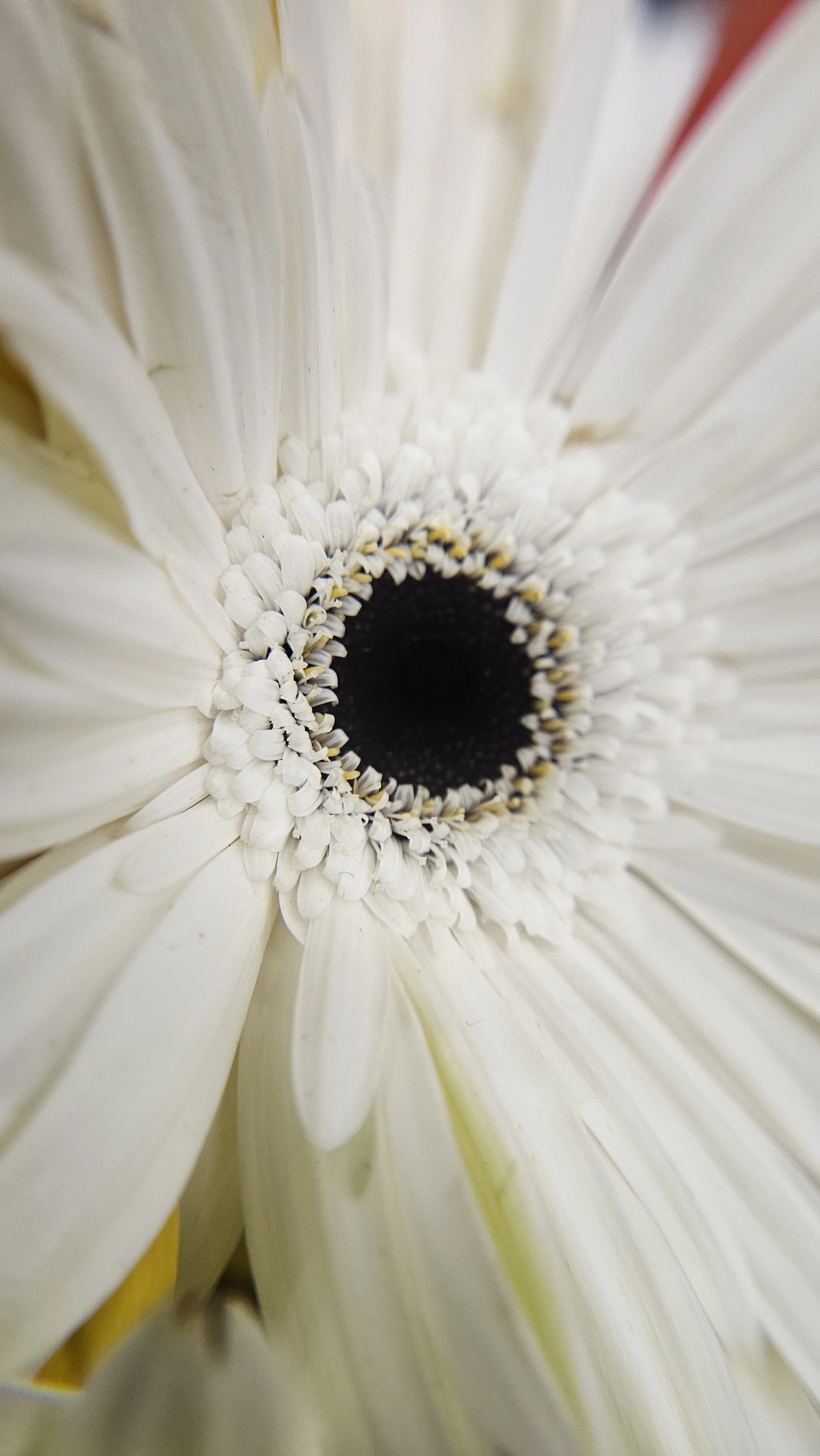 White Gerbera Daisy macro