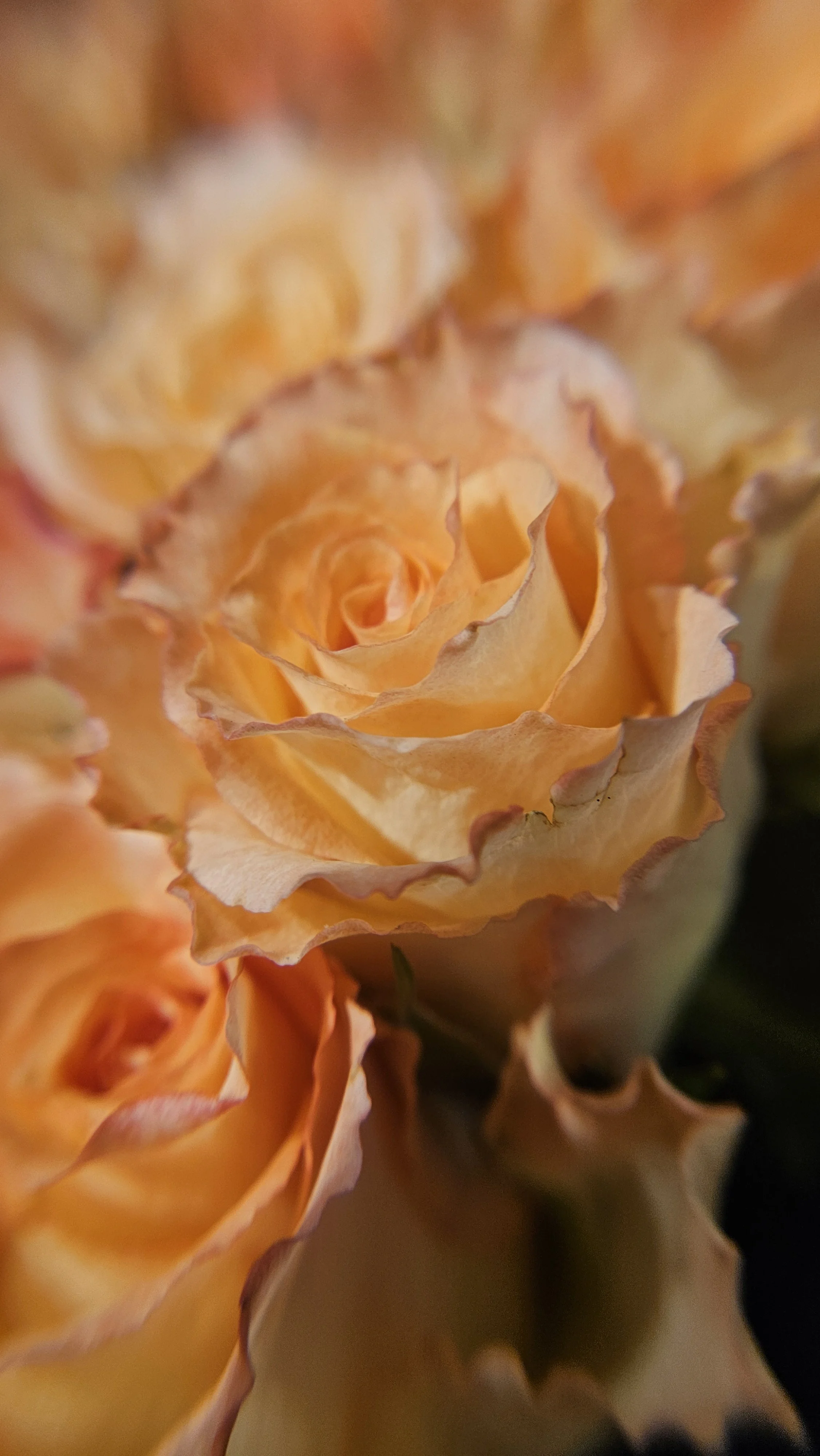 Peach rose macro