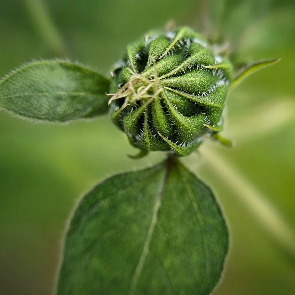 Sunflower bud macro