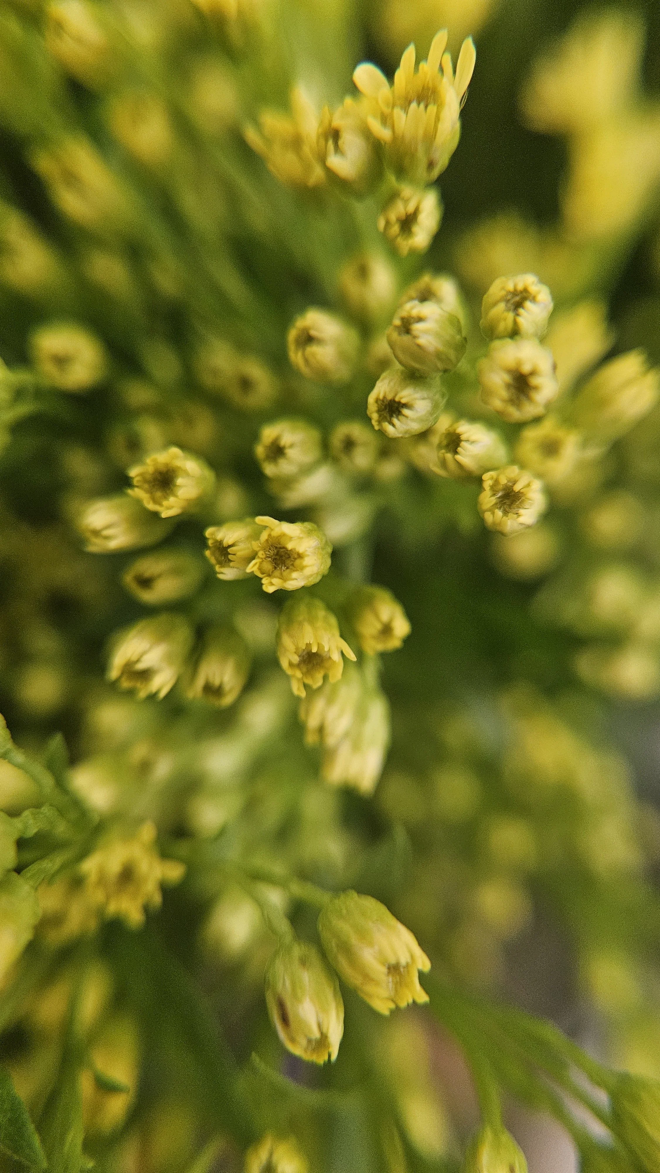Yellow Chrysanthemum spray buds macro