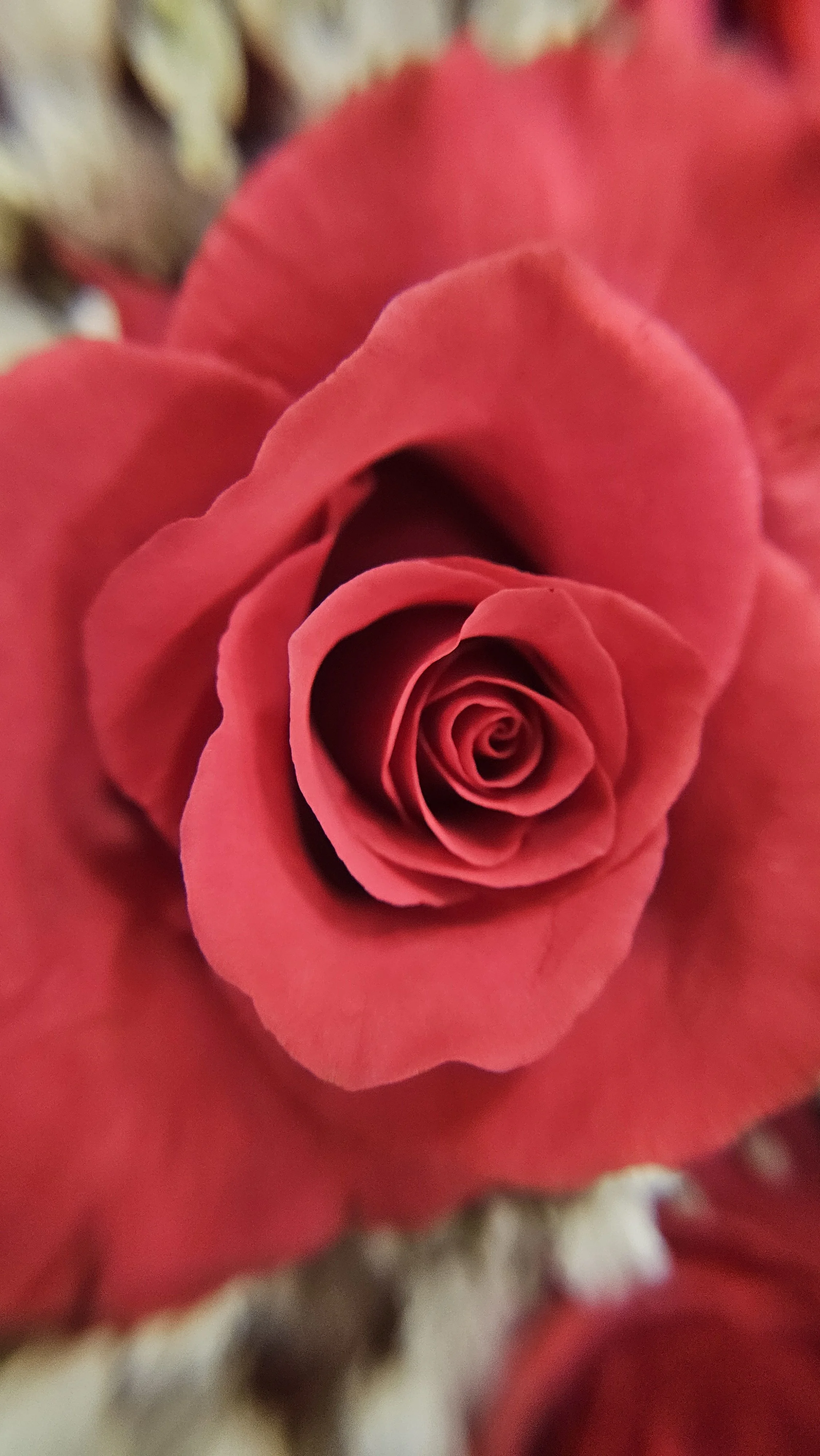 Red Rose macro 1