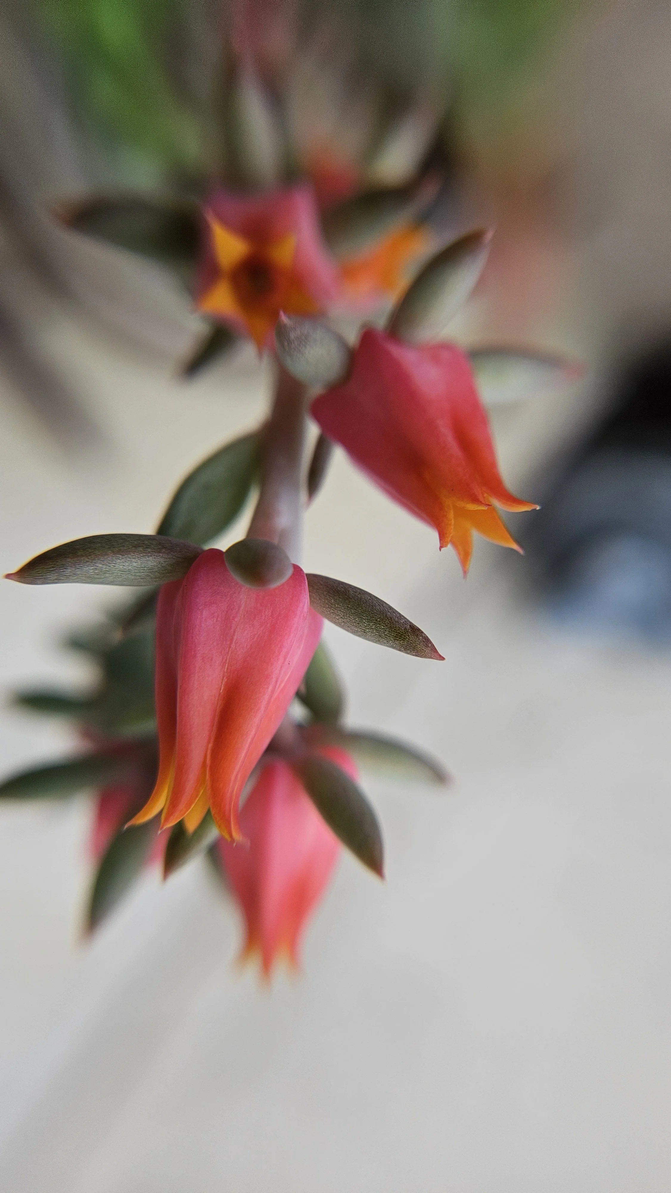 Pink Succulent flower macro 1