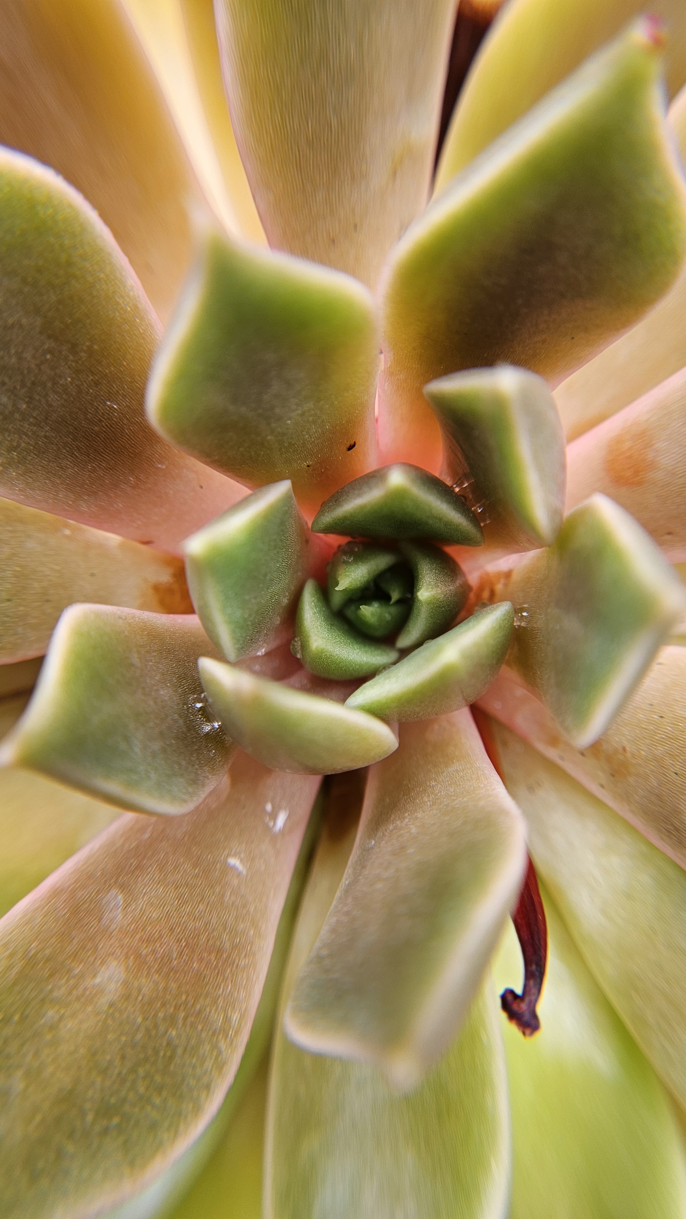 Succulent macro 4