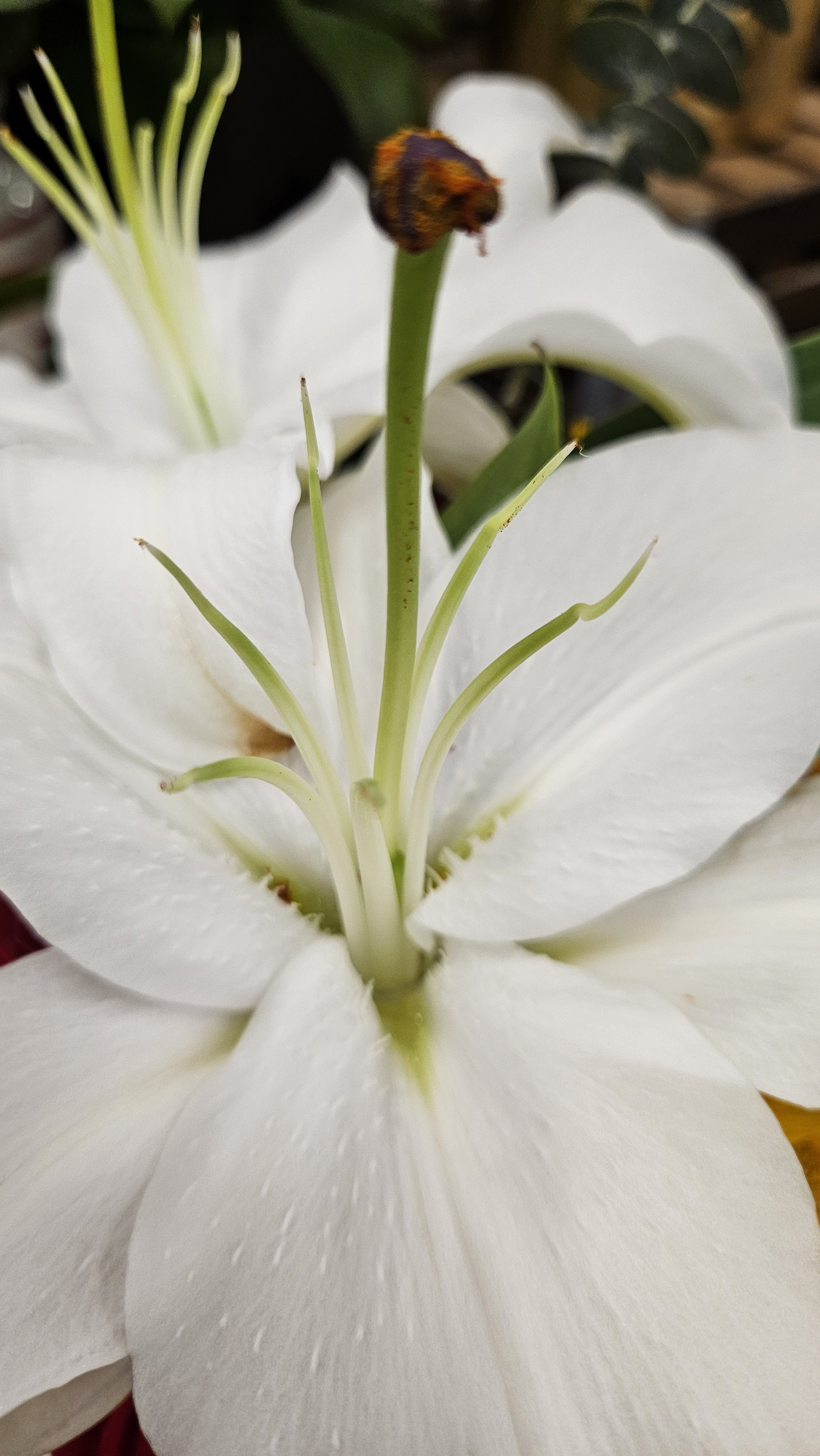 Oriental Lily macro