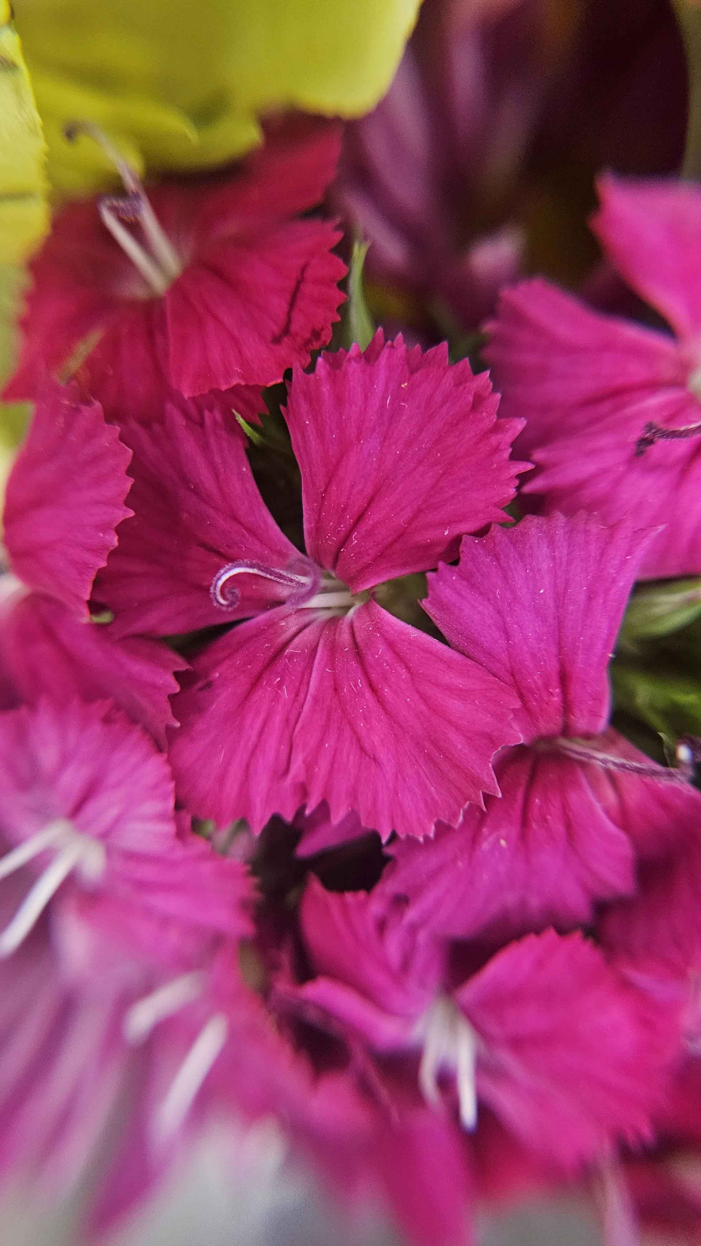 Magenta Pinks macro