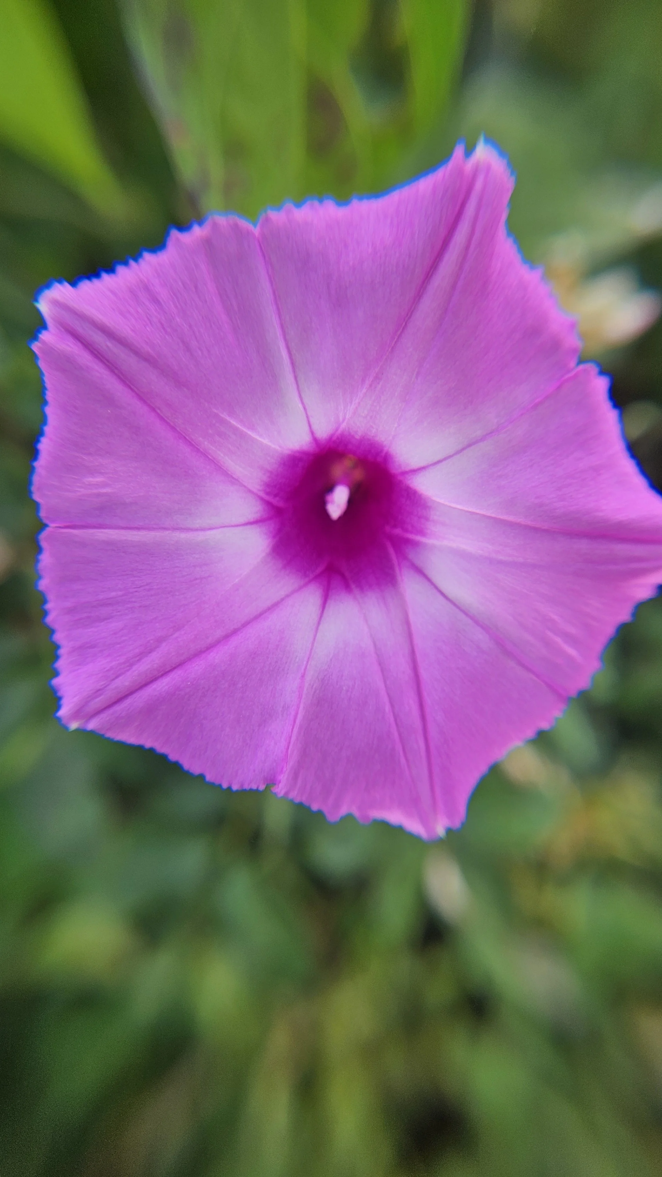 Lavender Morning Glory macro
