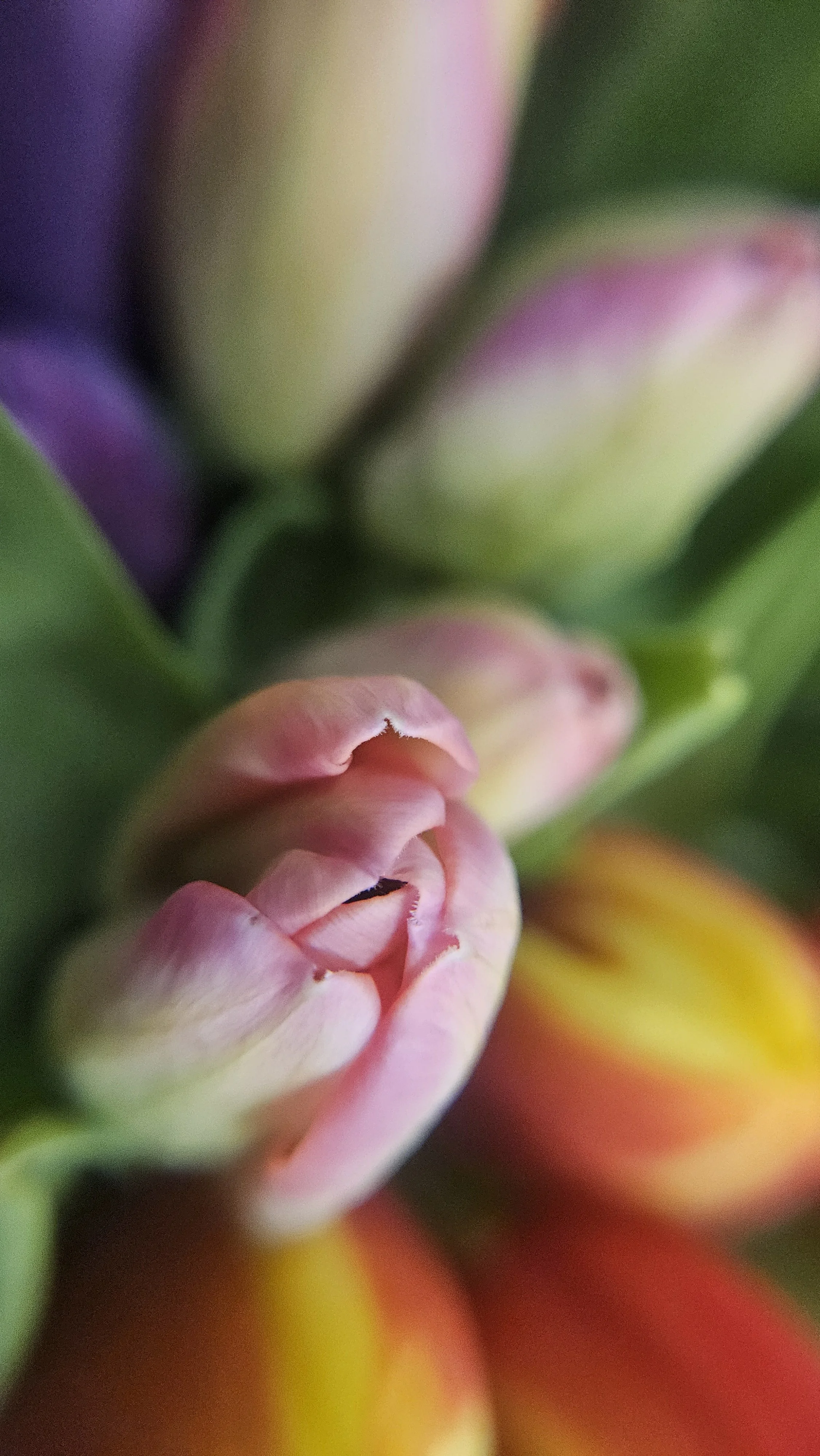 Tulip macro 2