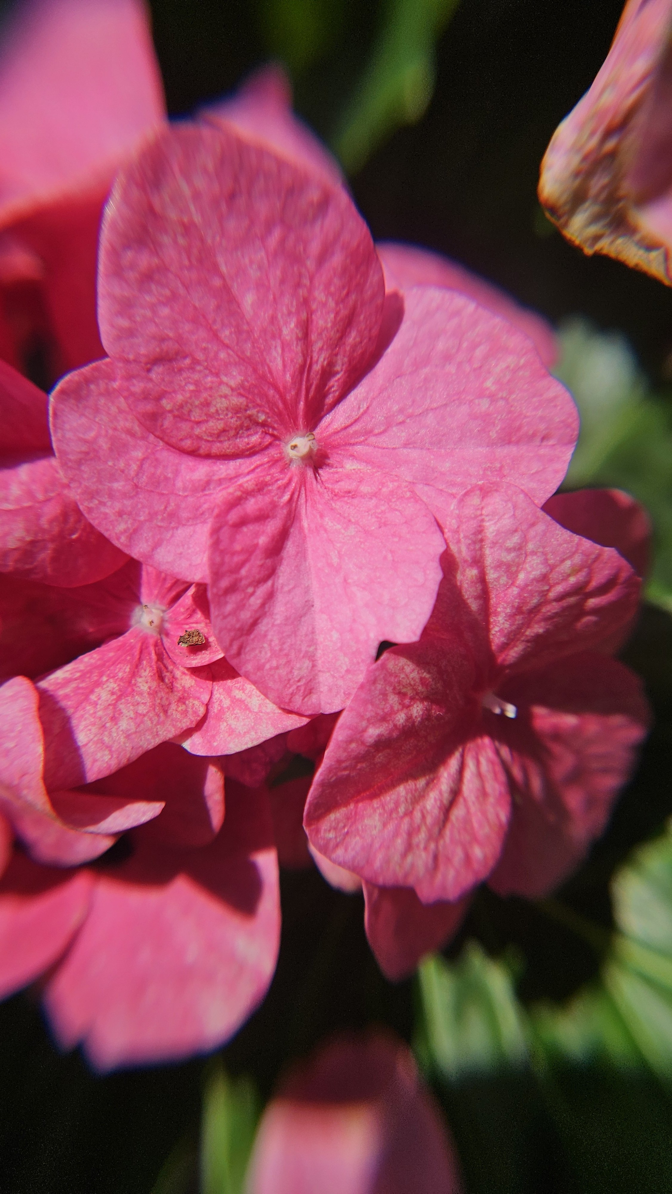 Pink Hydrangea macro 2