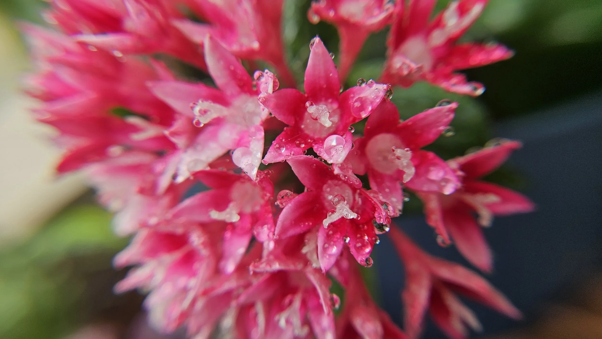 Pink Penta macro 5