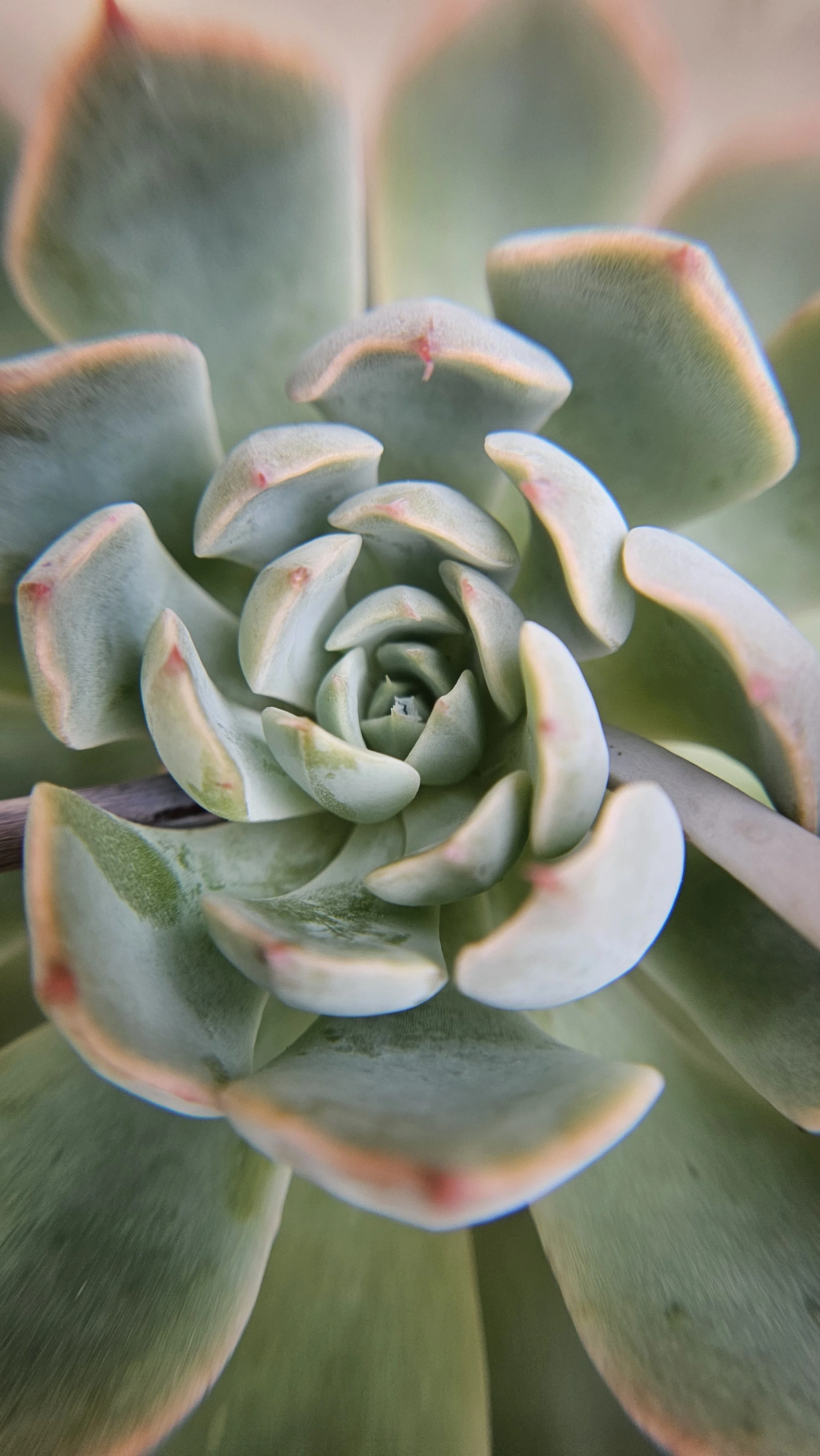 Succulent macro 2