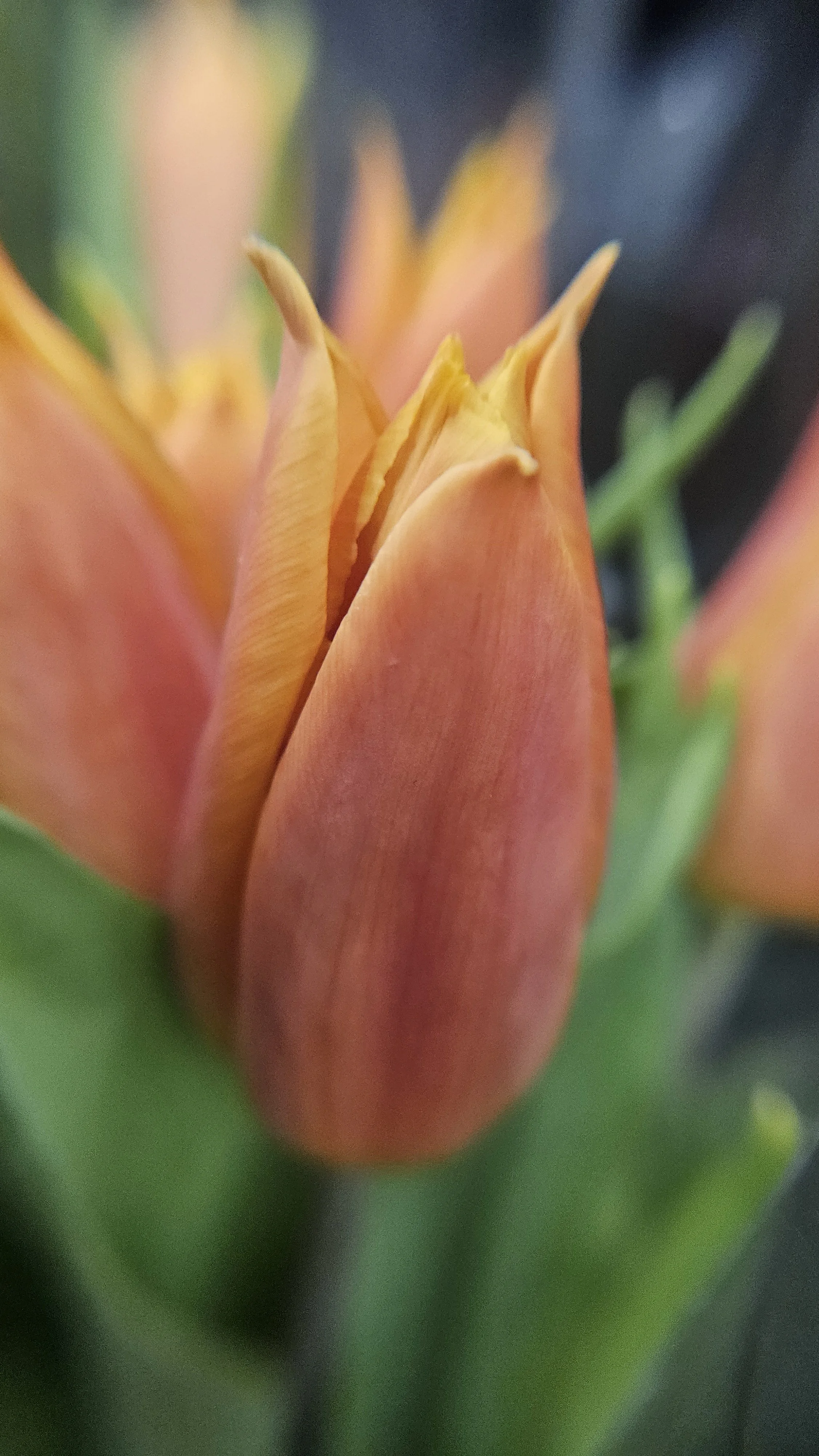 Orange tulip macro