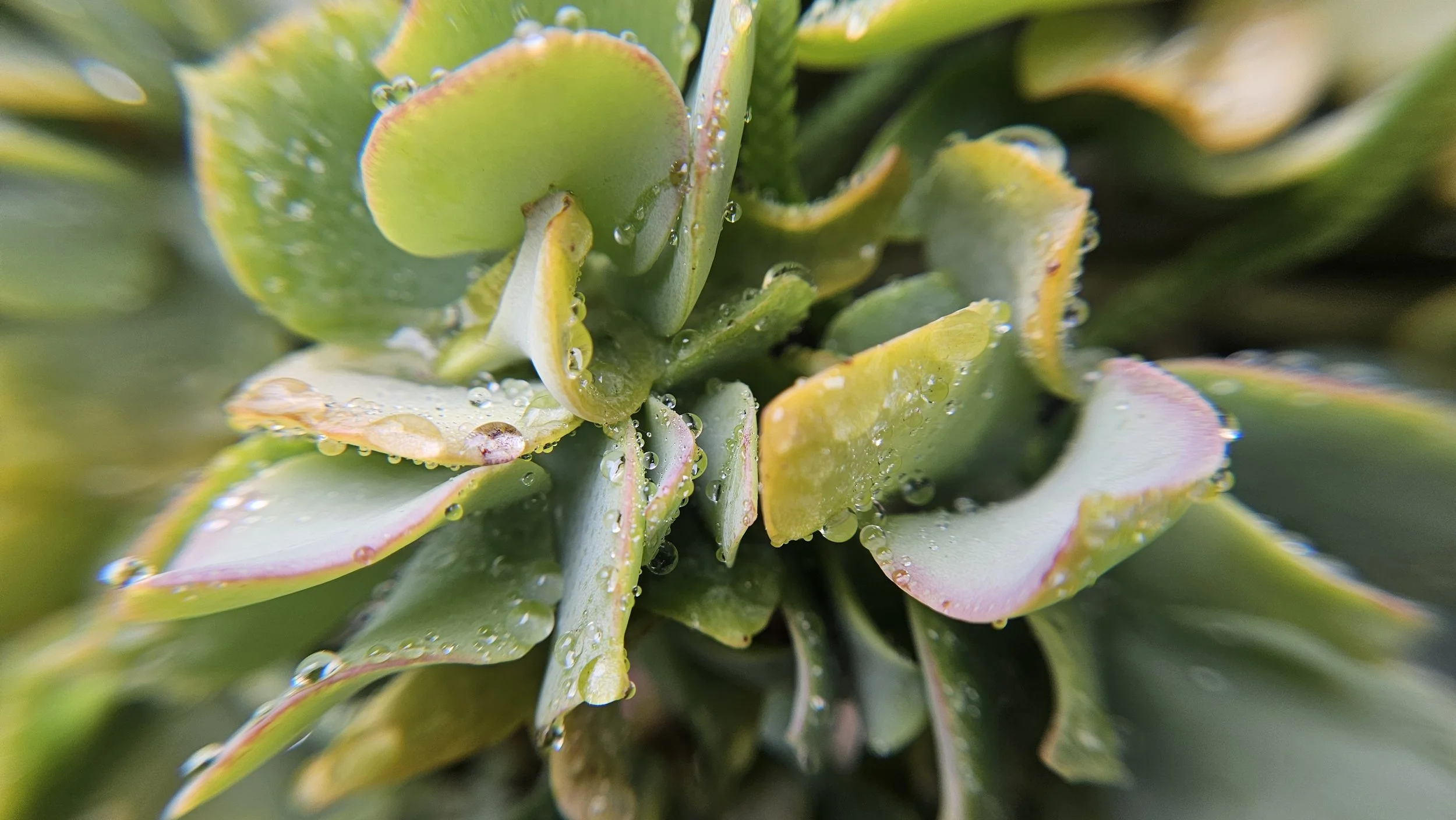 Succulent macro 5