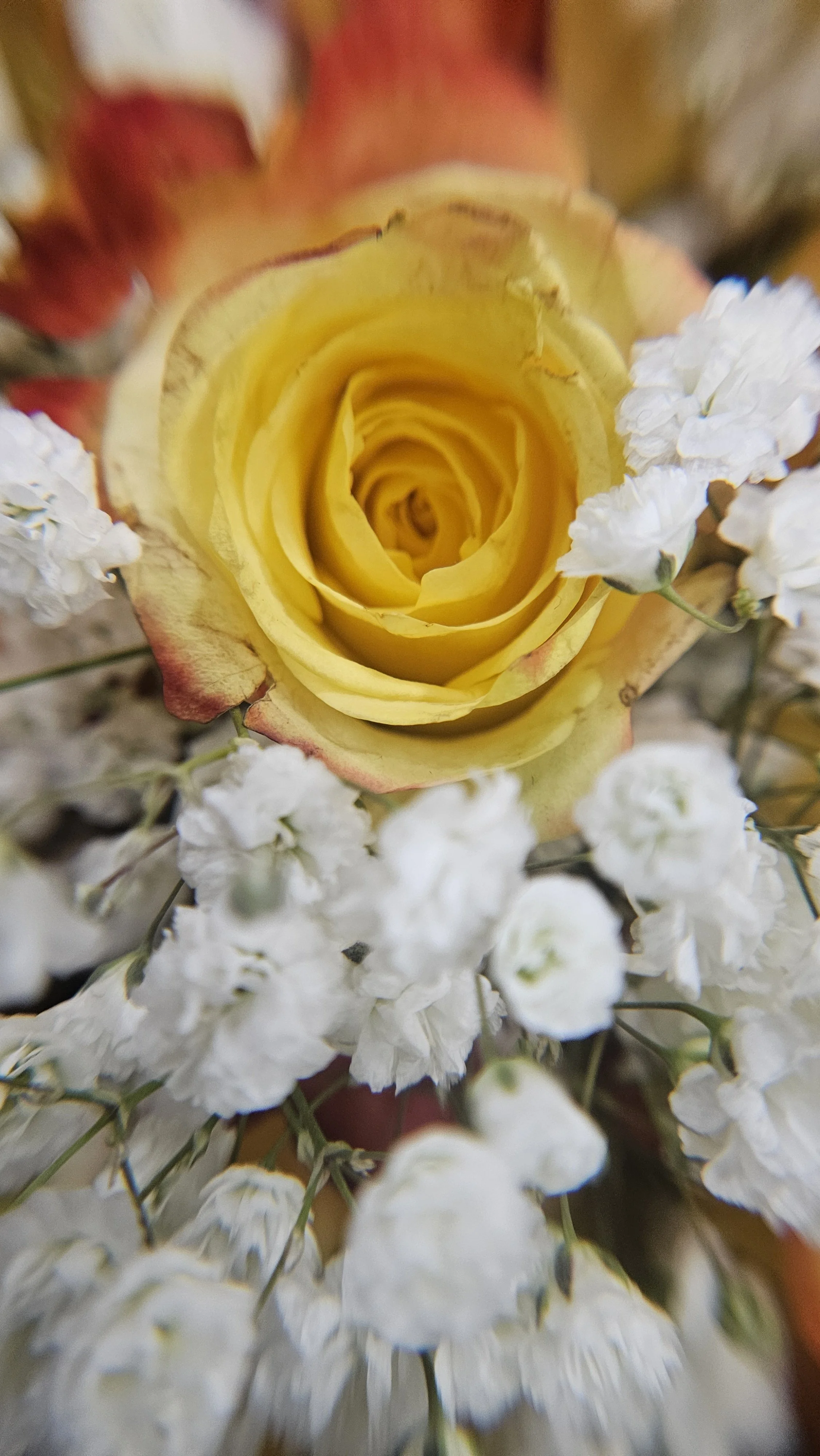 Yellow rose macro 1