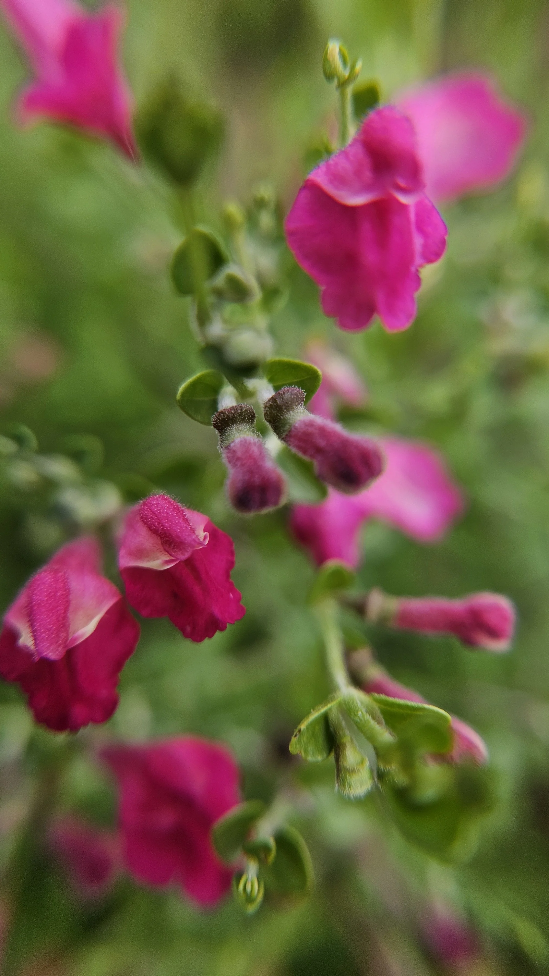 Pink Salvia macro 1