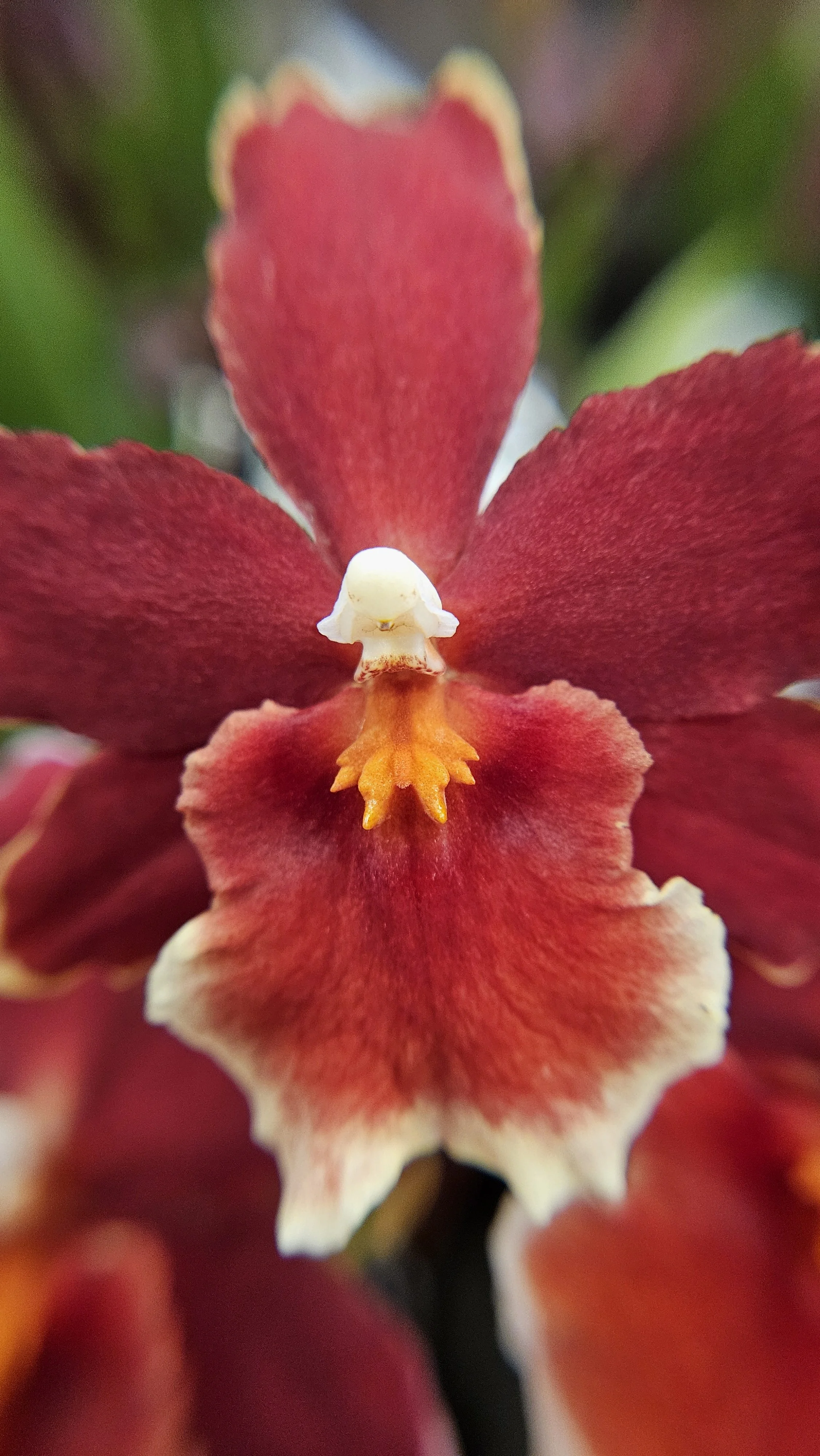 Red Moth orchid macro