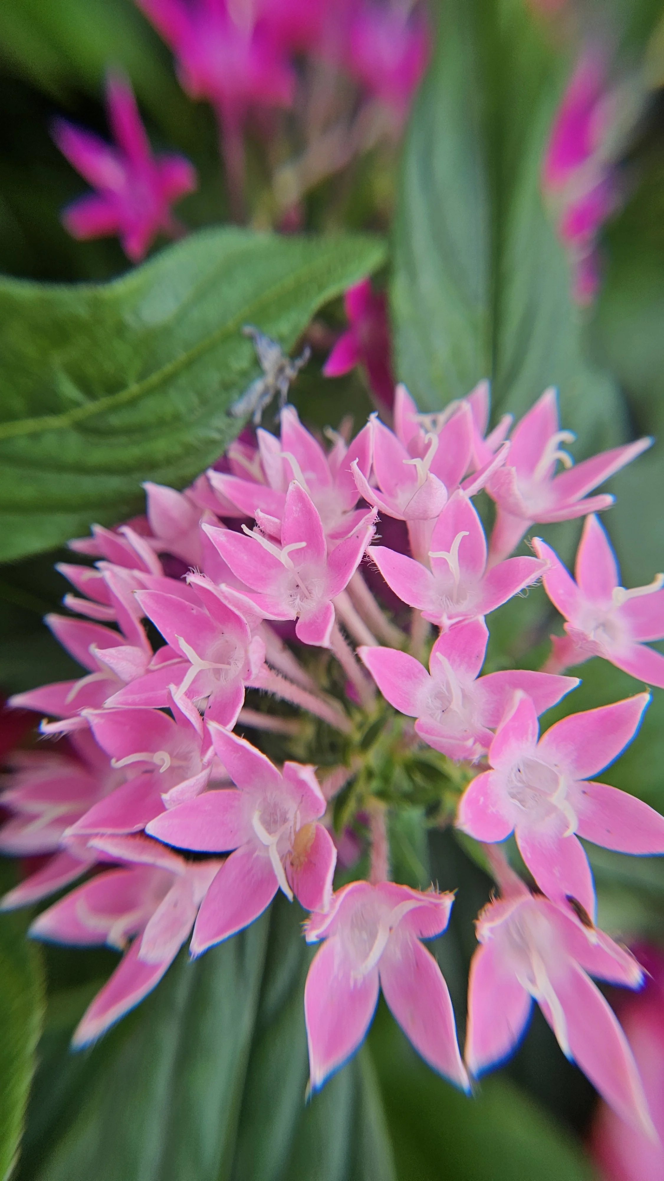Pink Penta macro 1