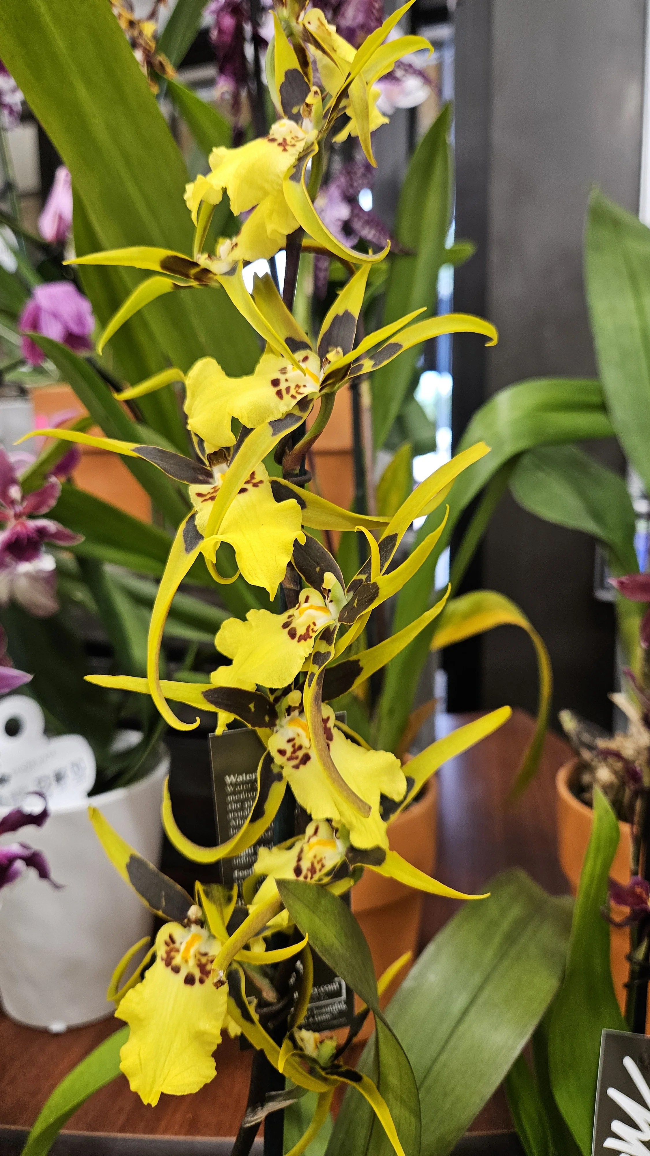 Yellow Spider Orchid