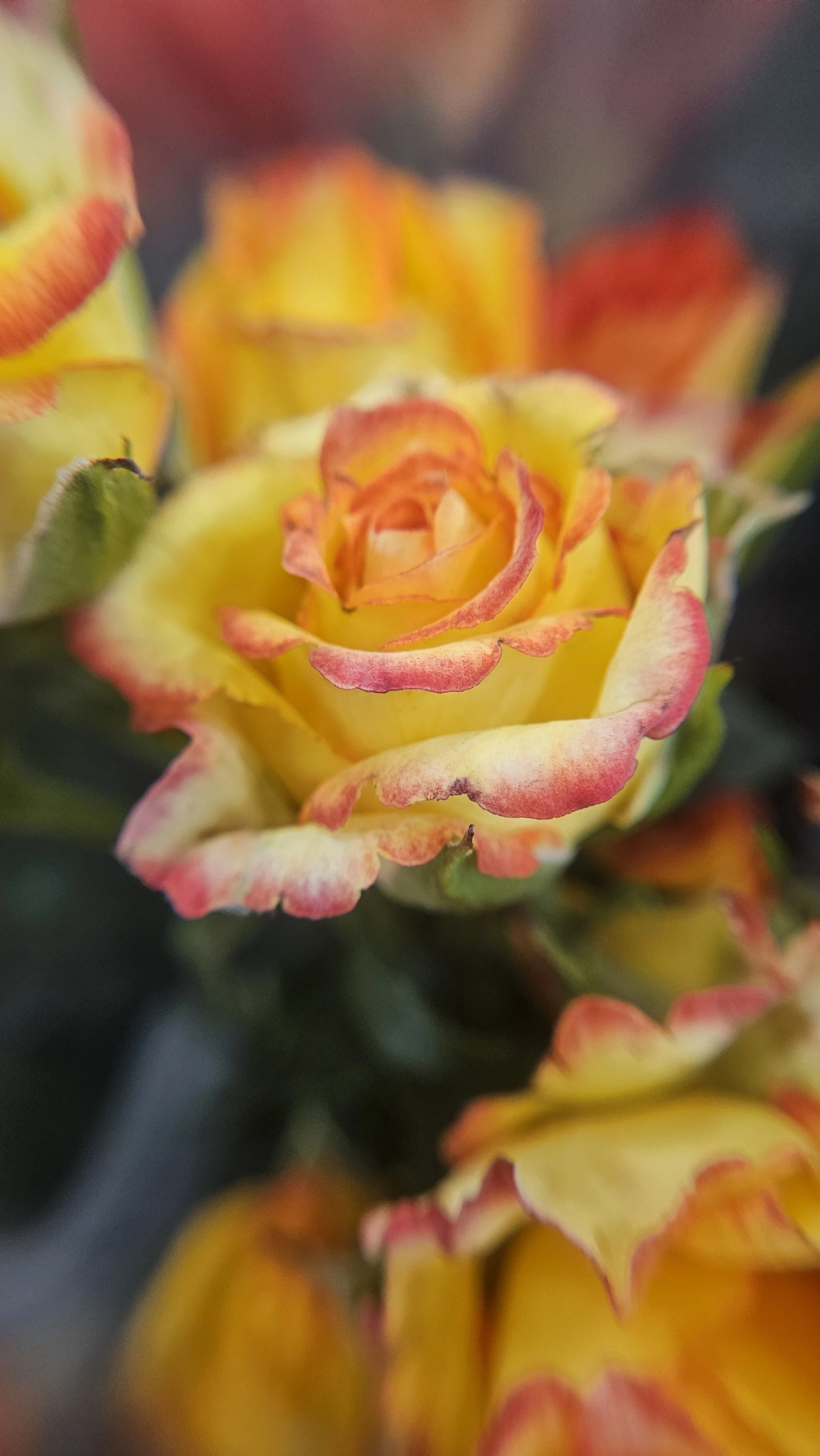 Yellow rose macro 4