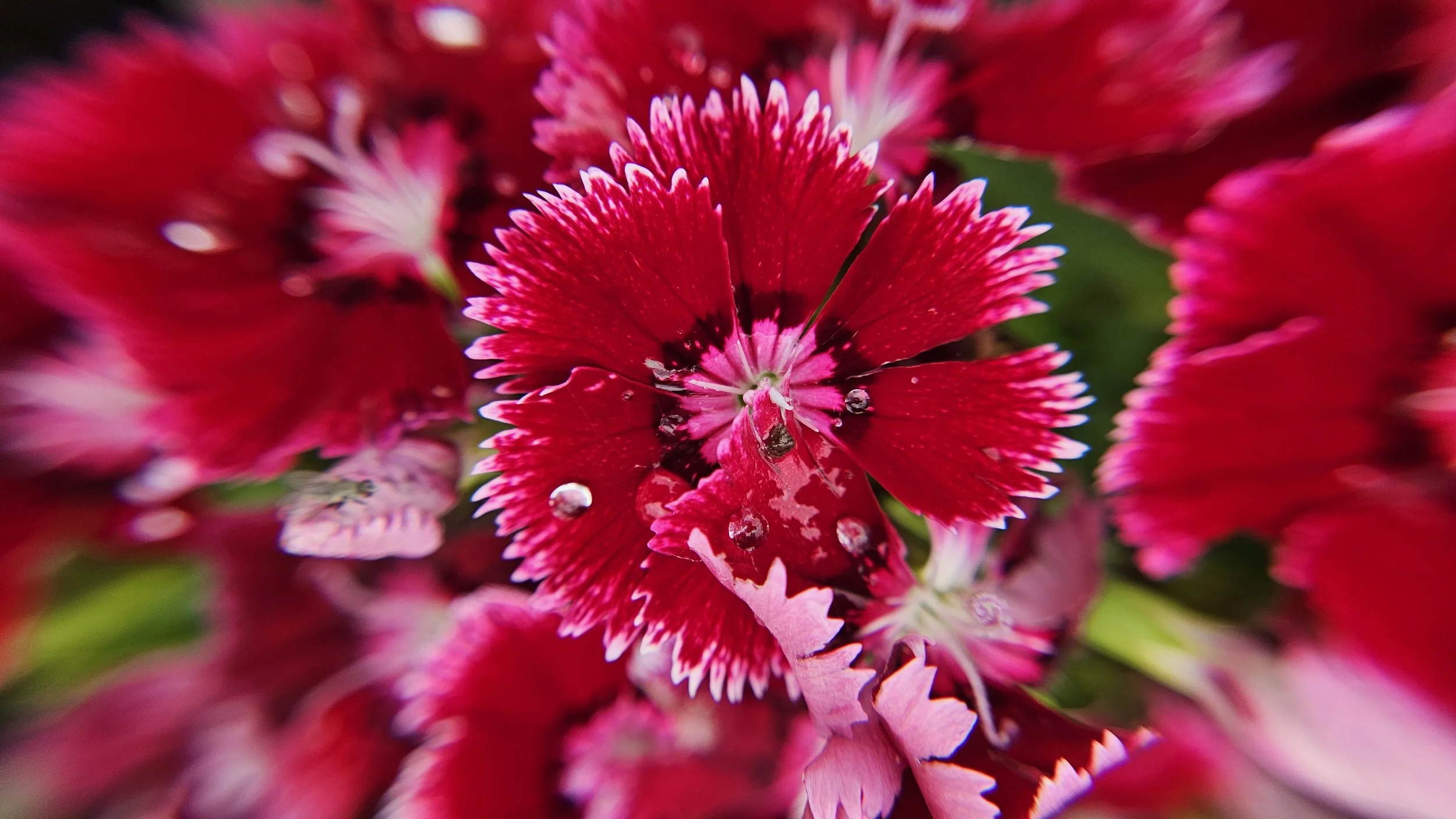 Sweet William