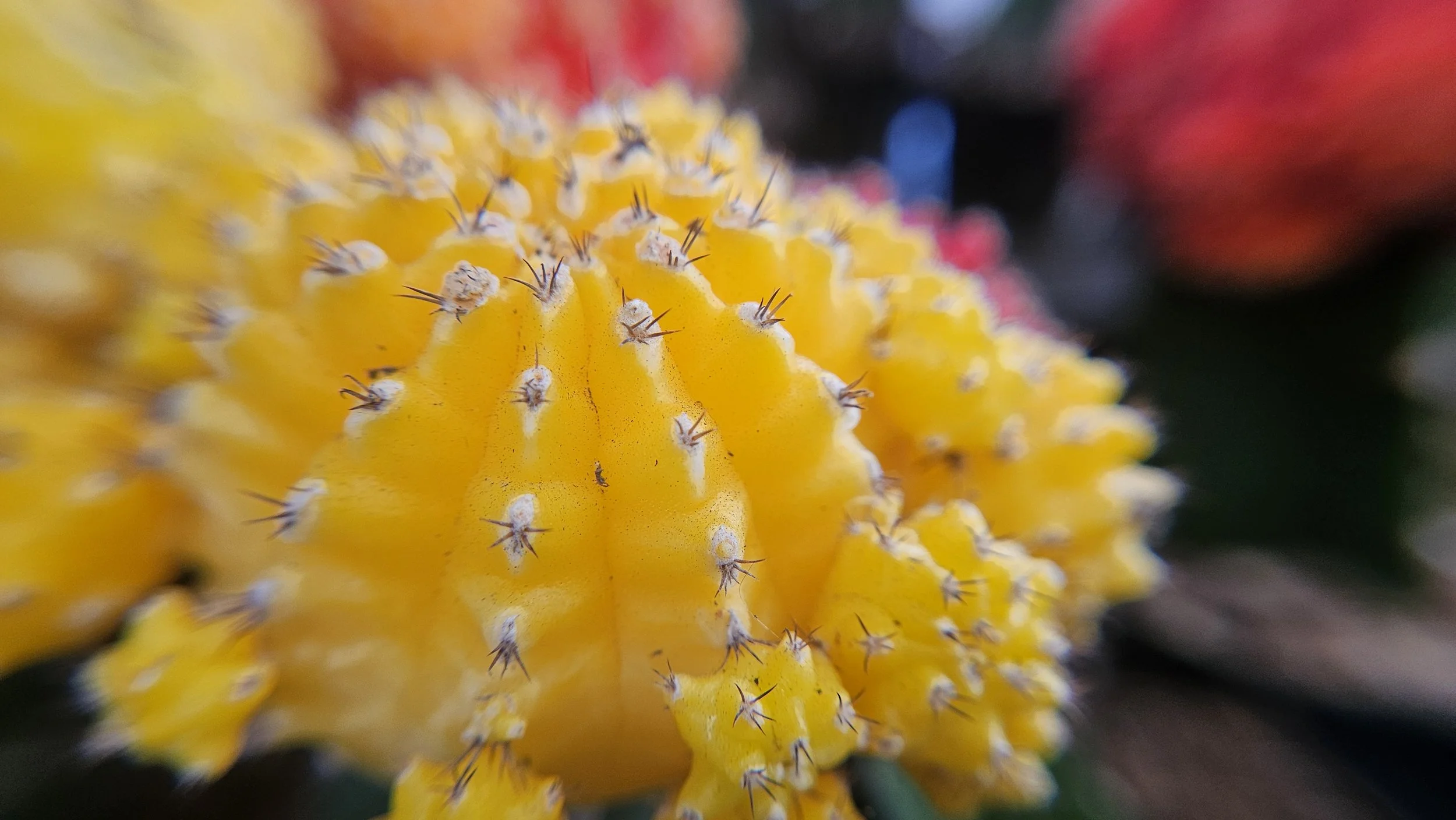 Yellow Cactus macro