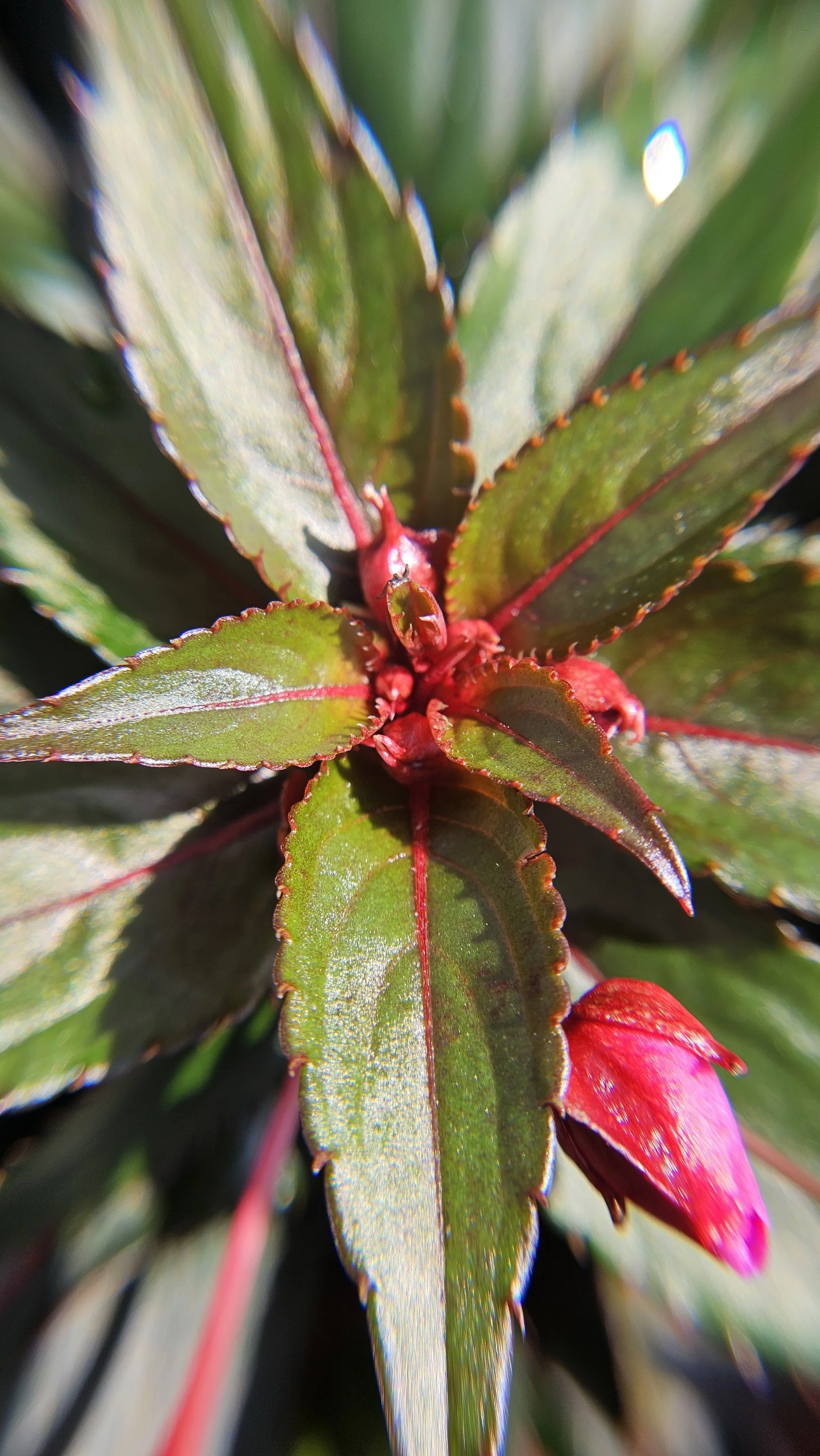 SunPatiens leaves macro