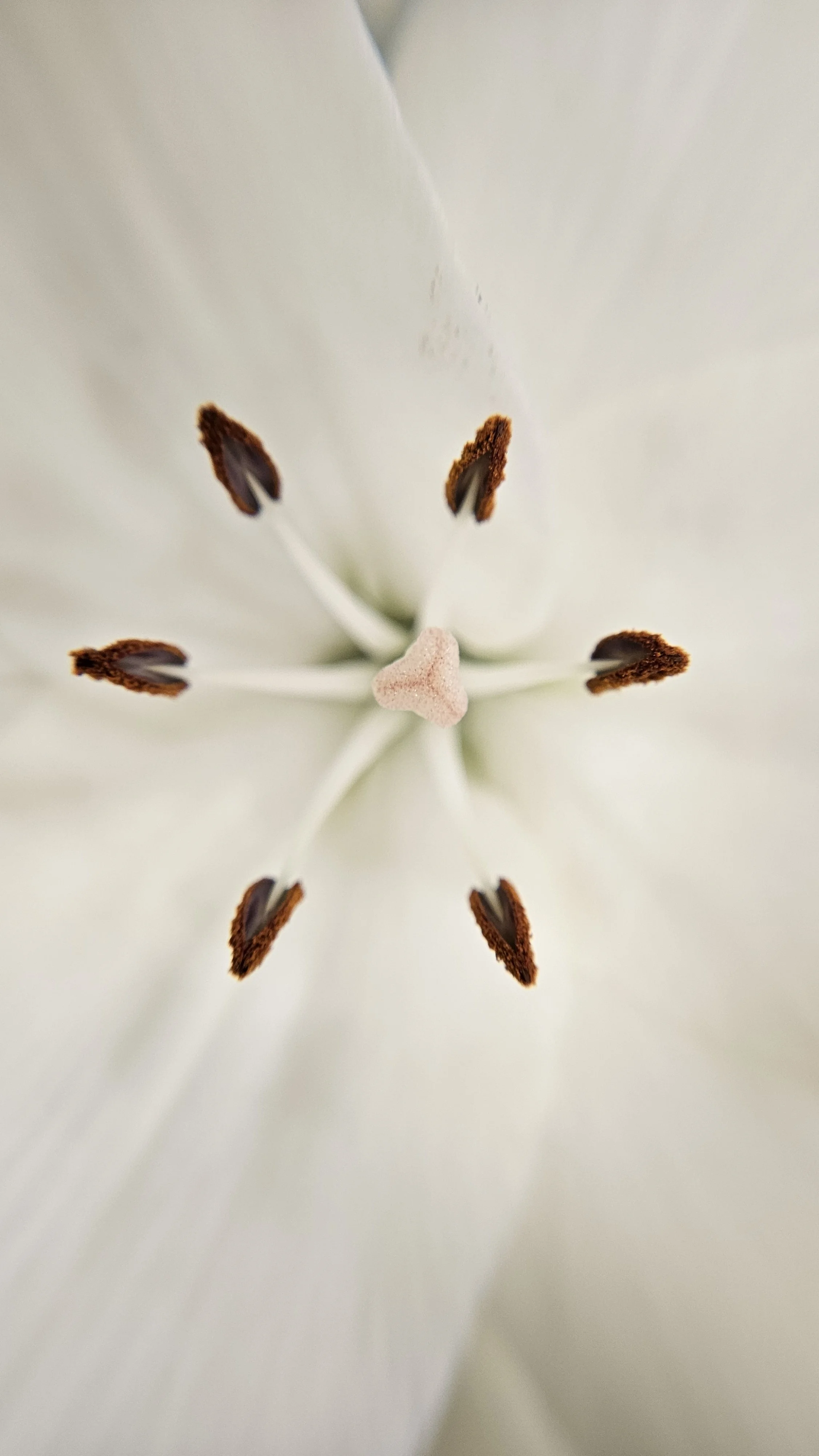 White Asiatic Lily macro