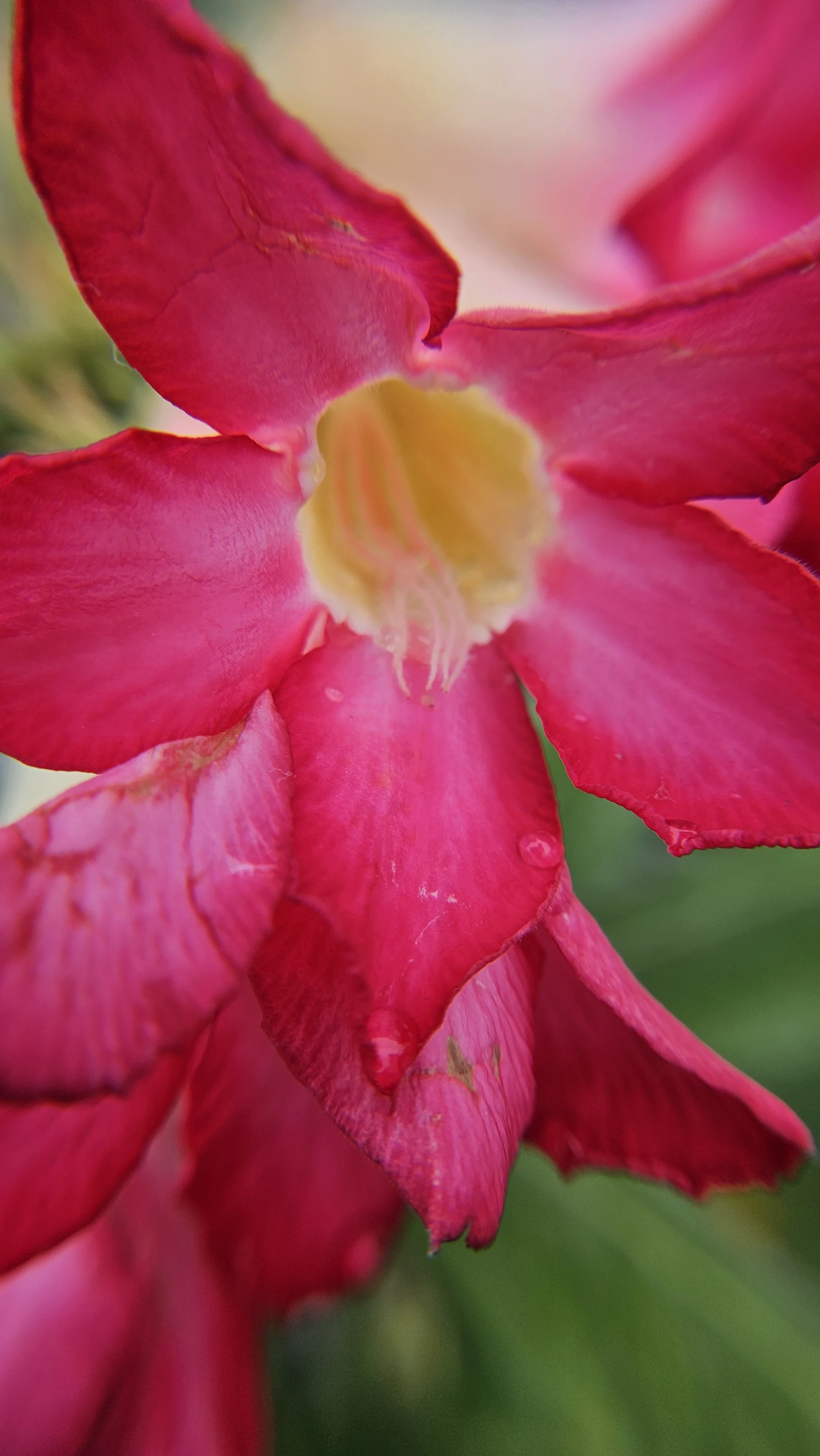 Desert rose macro 4