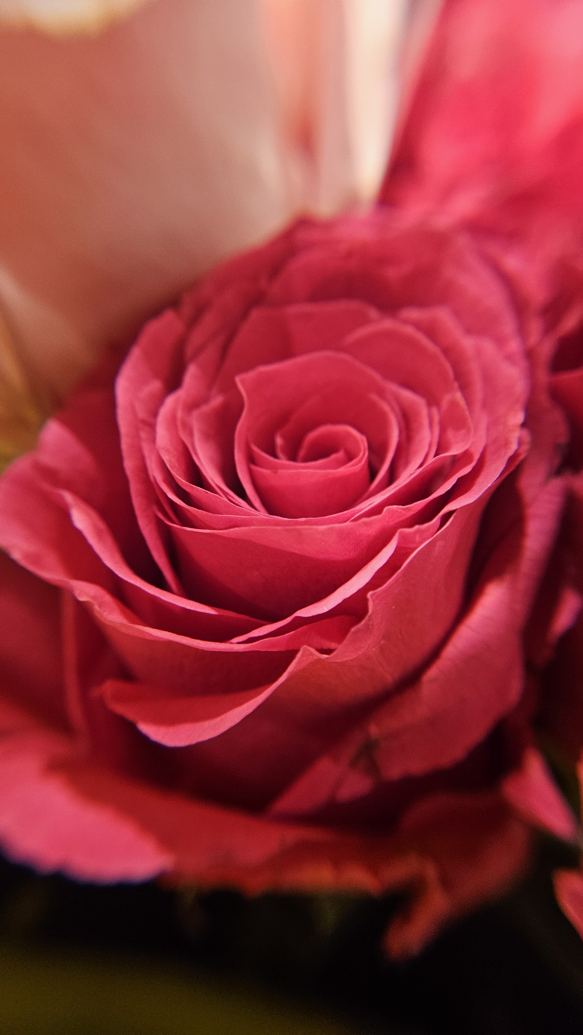Red Rose macro 3