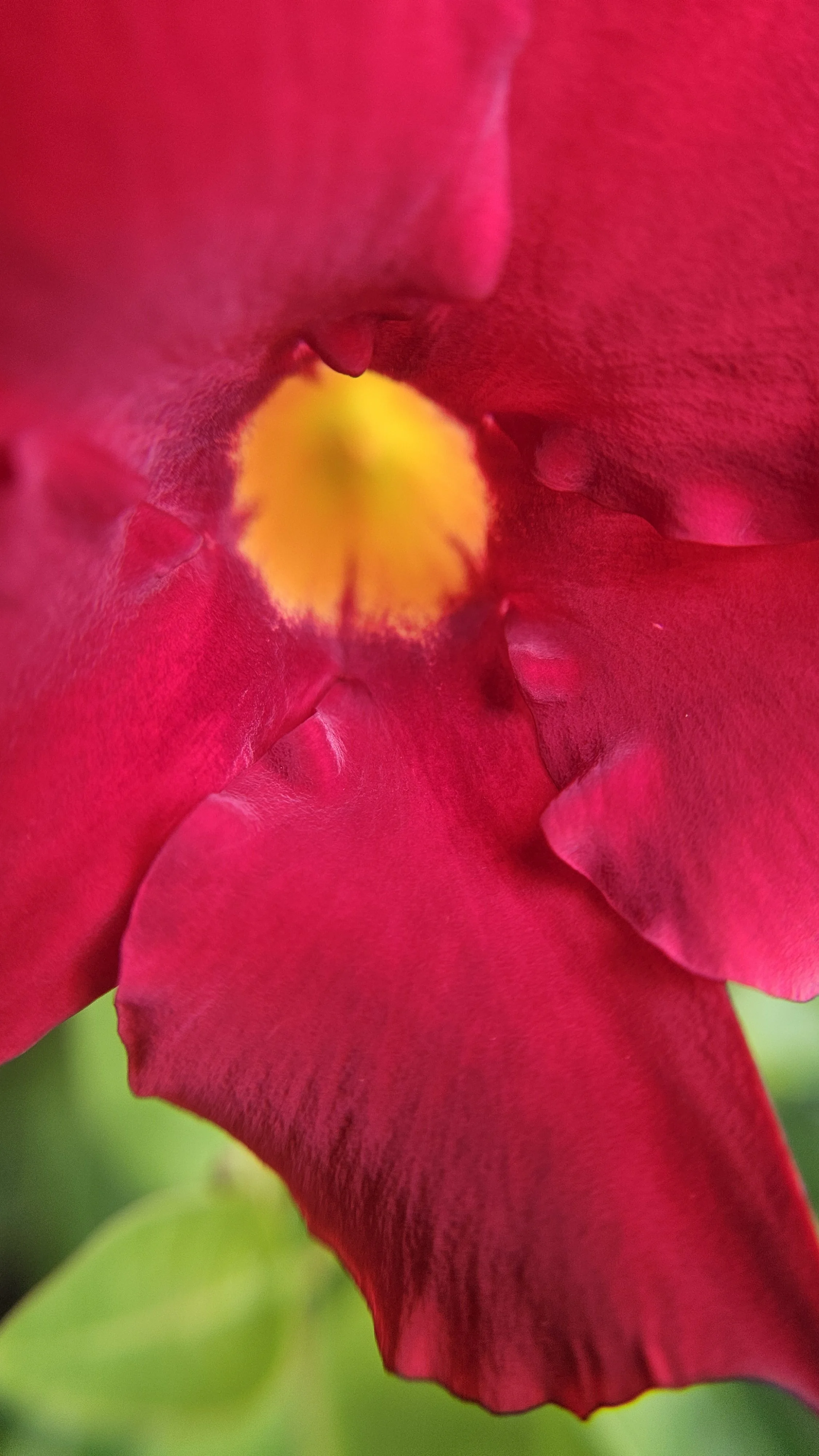 Desert rose macro 1