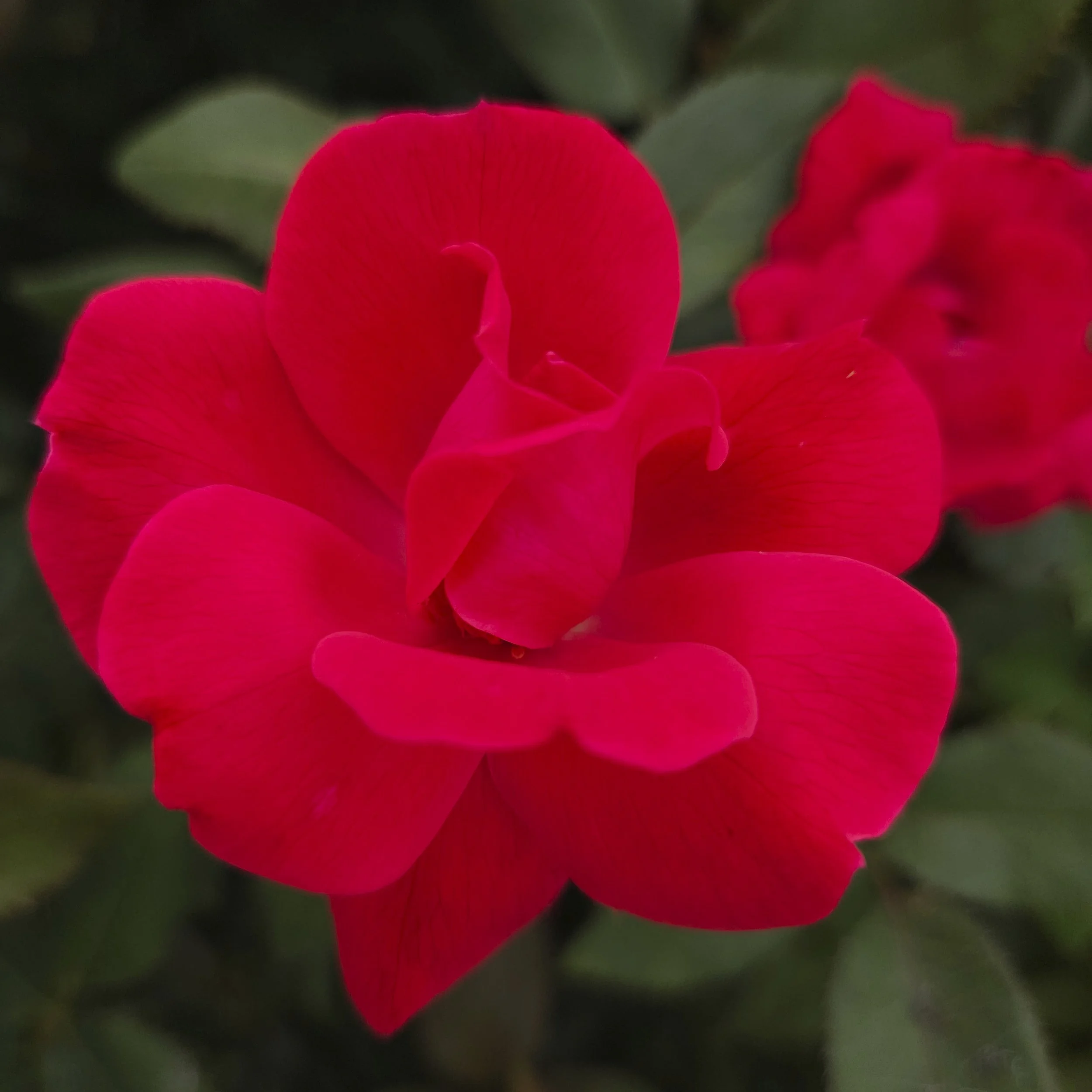 Knockout Rose