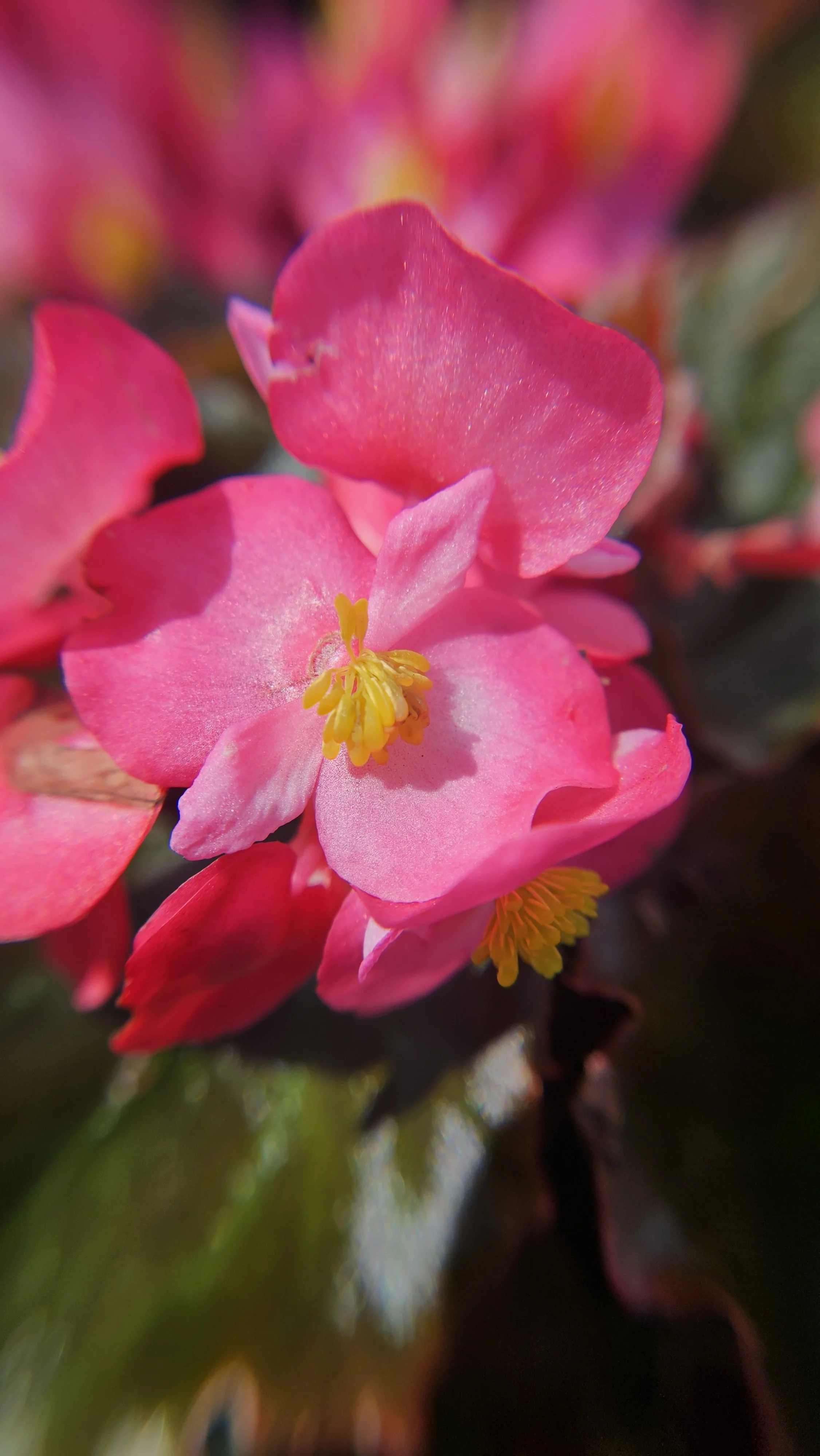 Pink SunPatiens macro 2