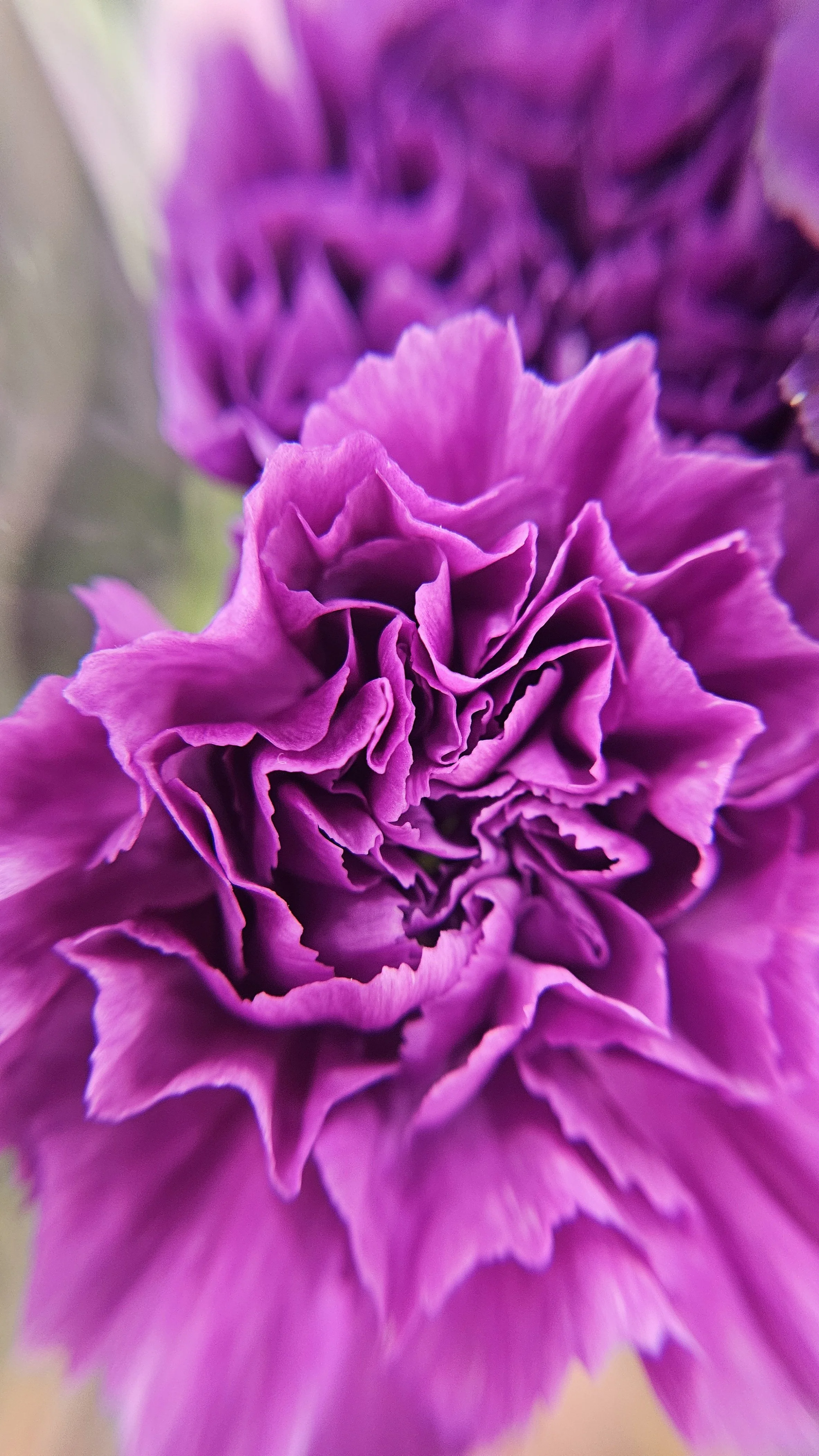 Purple Carnation macro