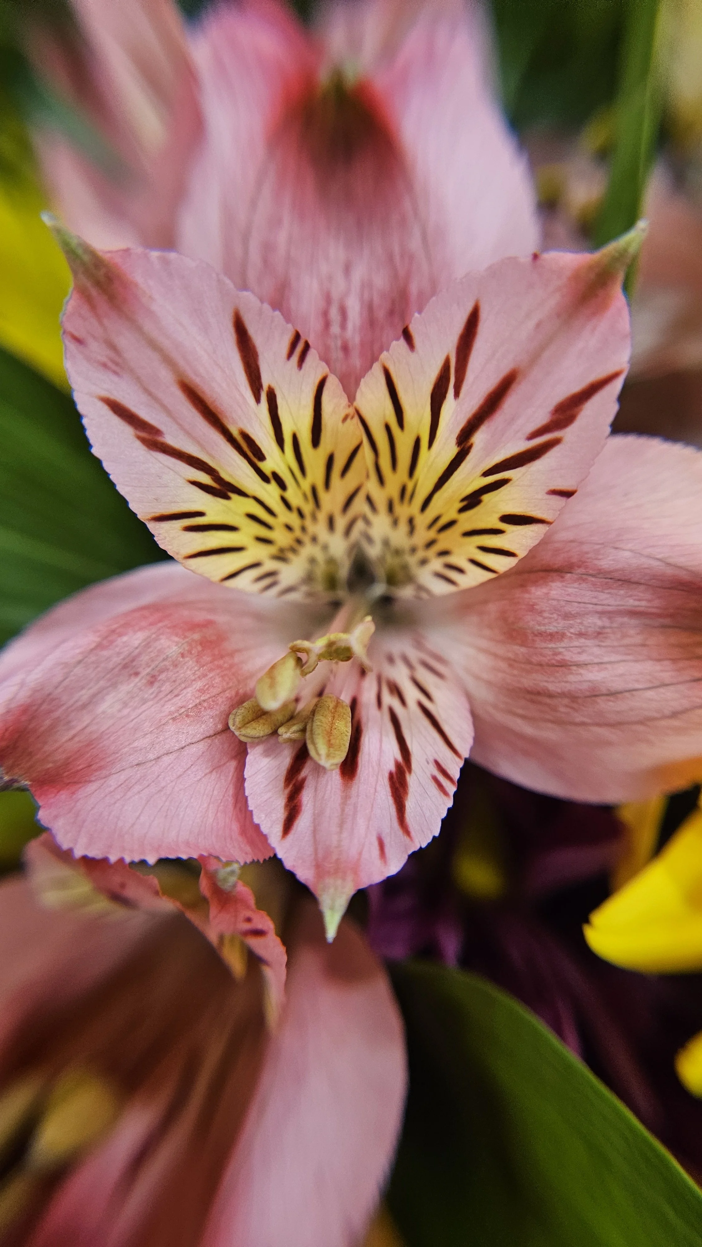 Pink Peruvian lily macro