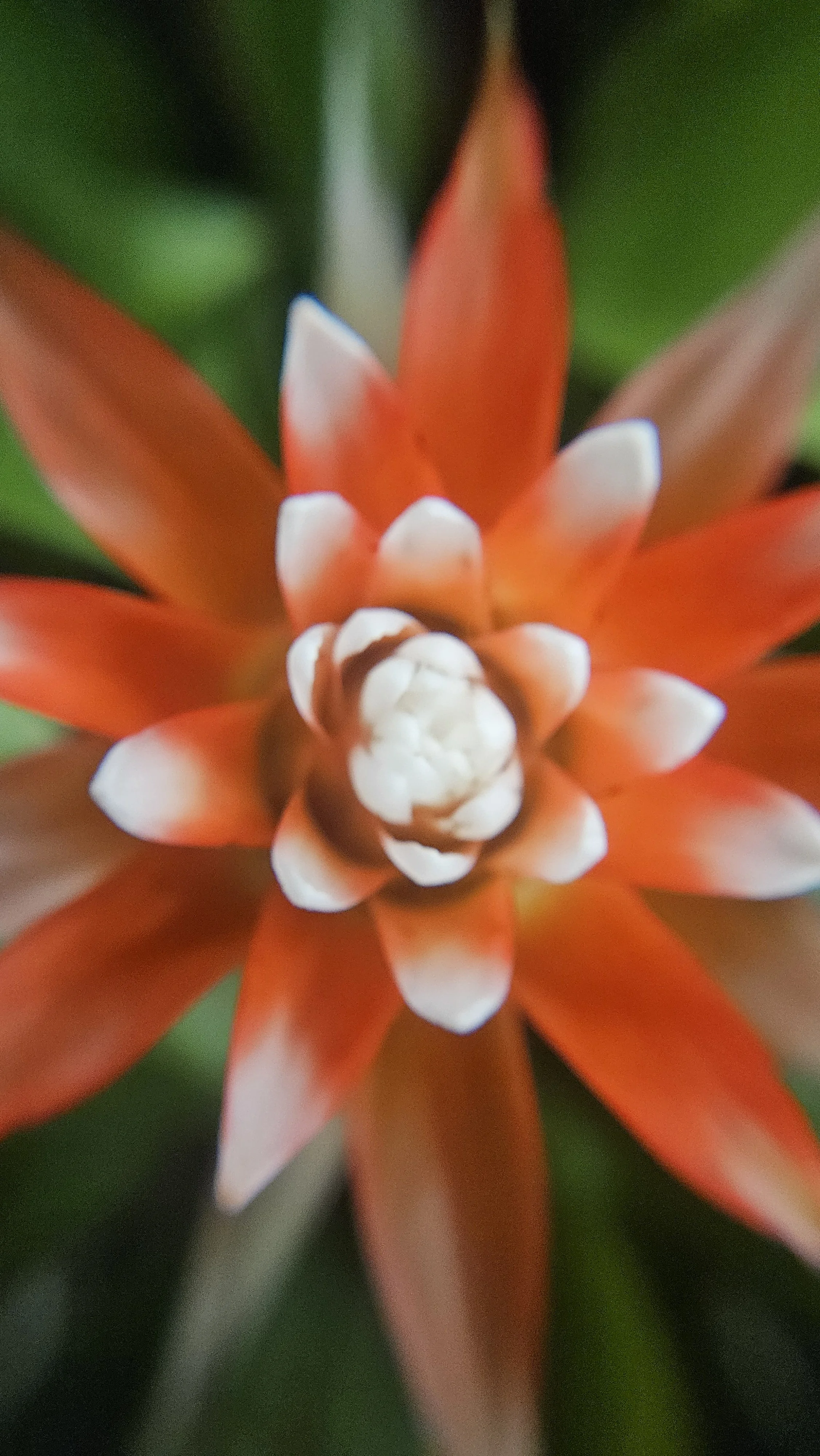 Orange cactus flower macro 1
