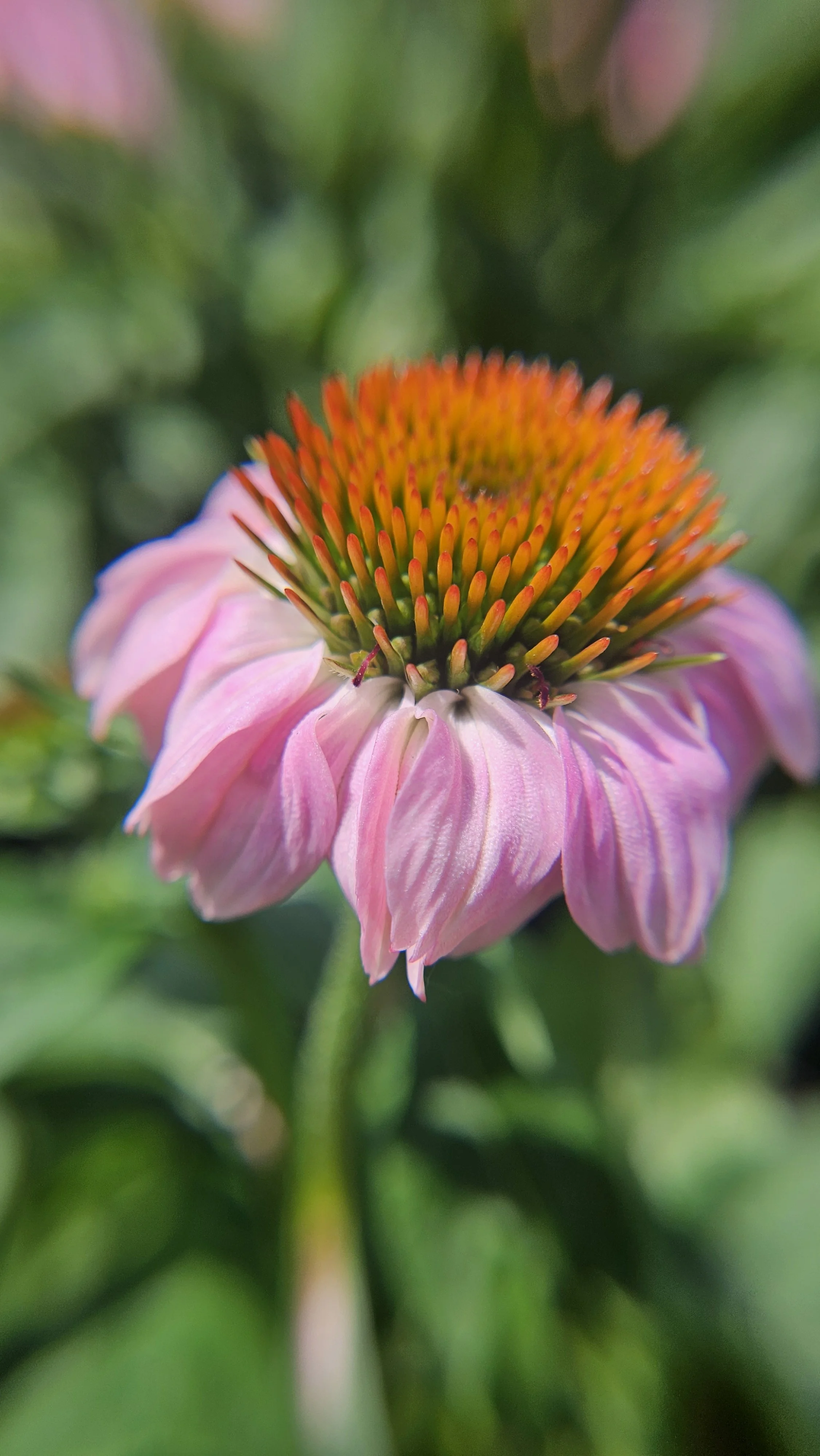 ConeFlower macro 2