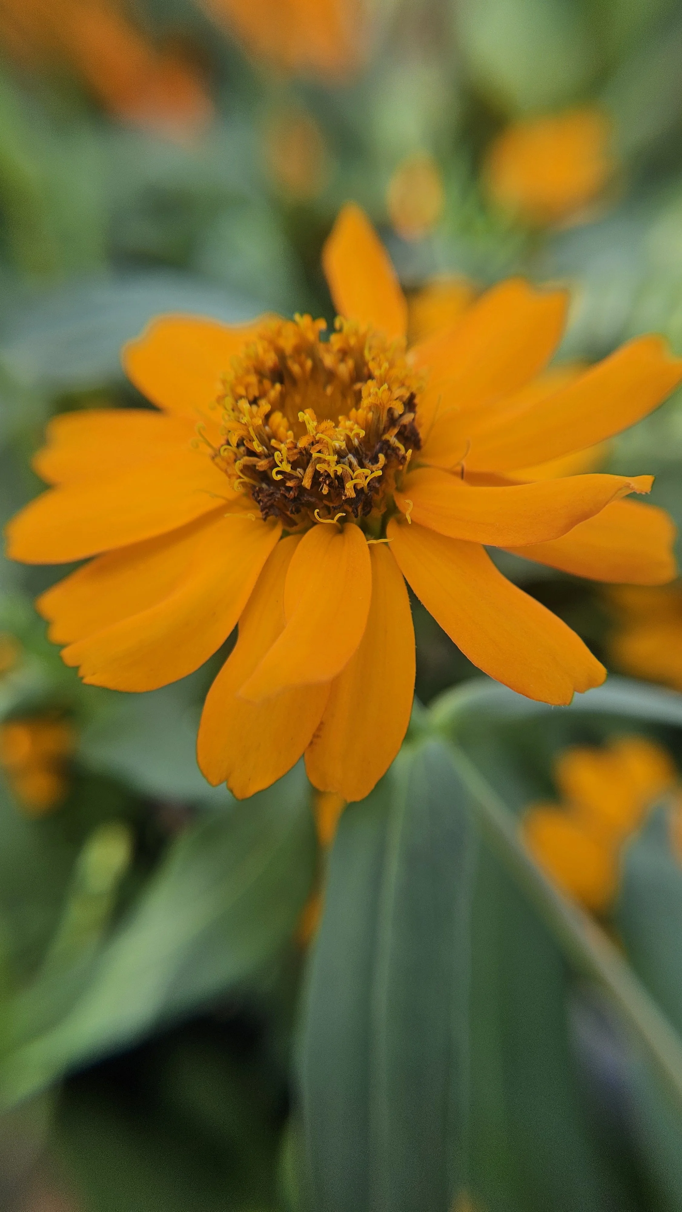 Orange Zinnia macro 1