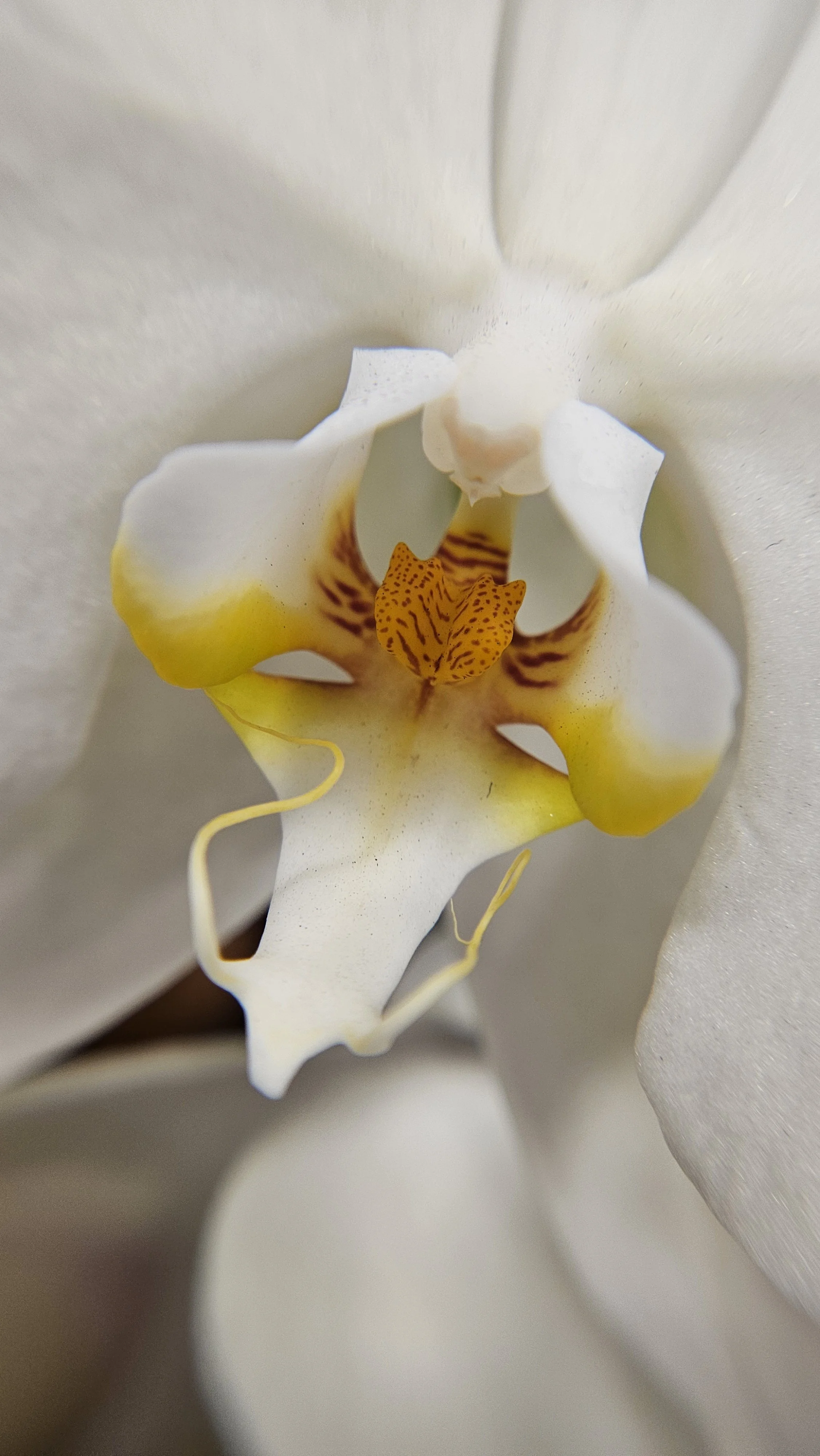 White Moth orchid macro